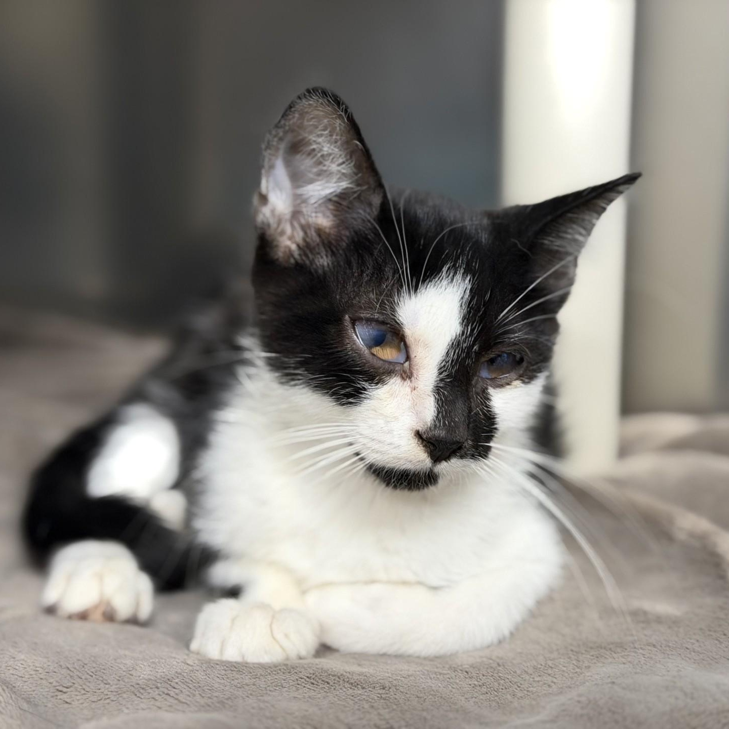 Enlarge Buttercup, a ADOPTABLE Domestic Short Hair in Manahawkin, NJ image 2/2