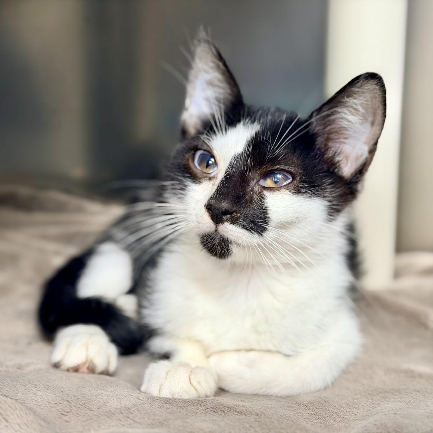 Enlarge Buttercup, a ADOPTABLE Domestic Short Hair in Manahawkin, NJ image 1/2