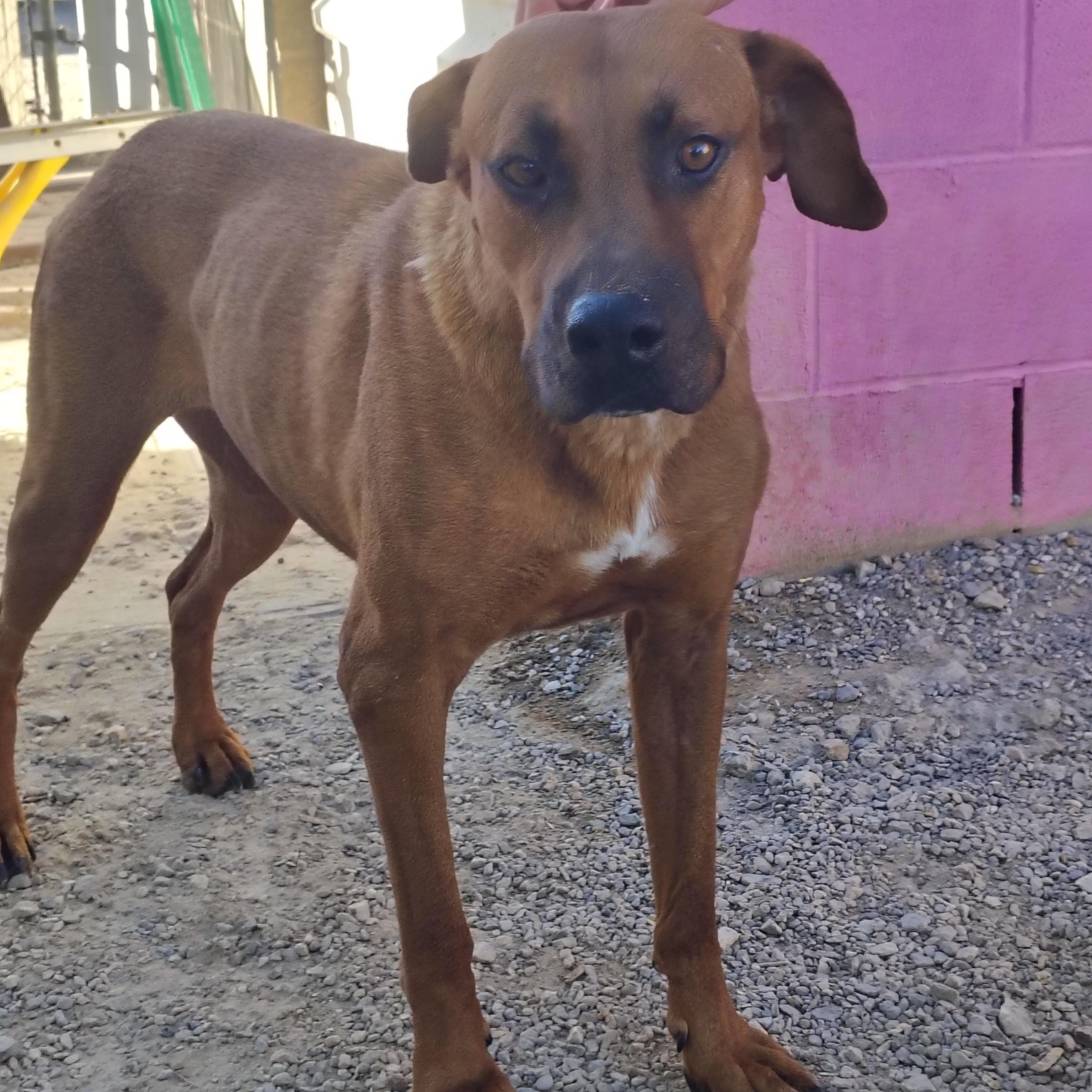 Grace, Adoptable, Adult Female Catahoula Leopard Dog.