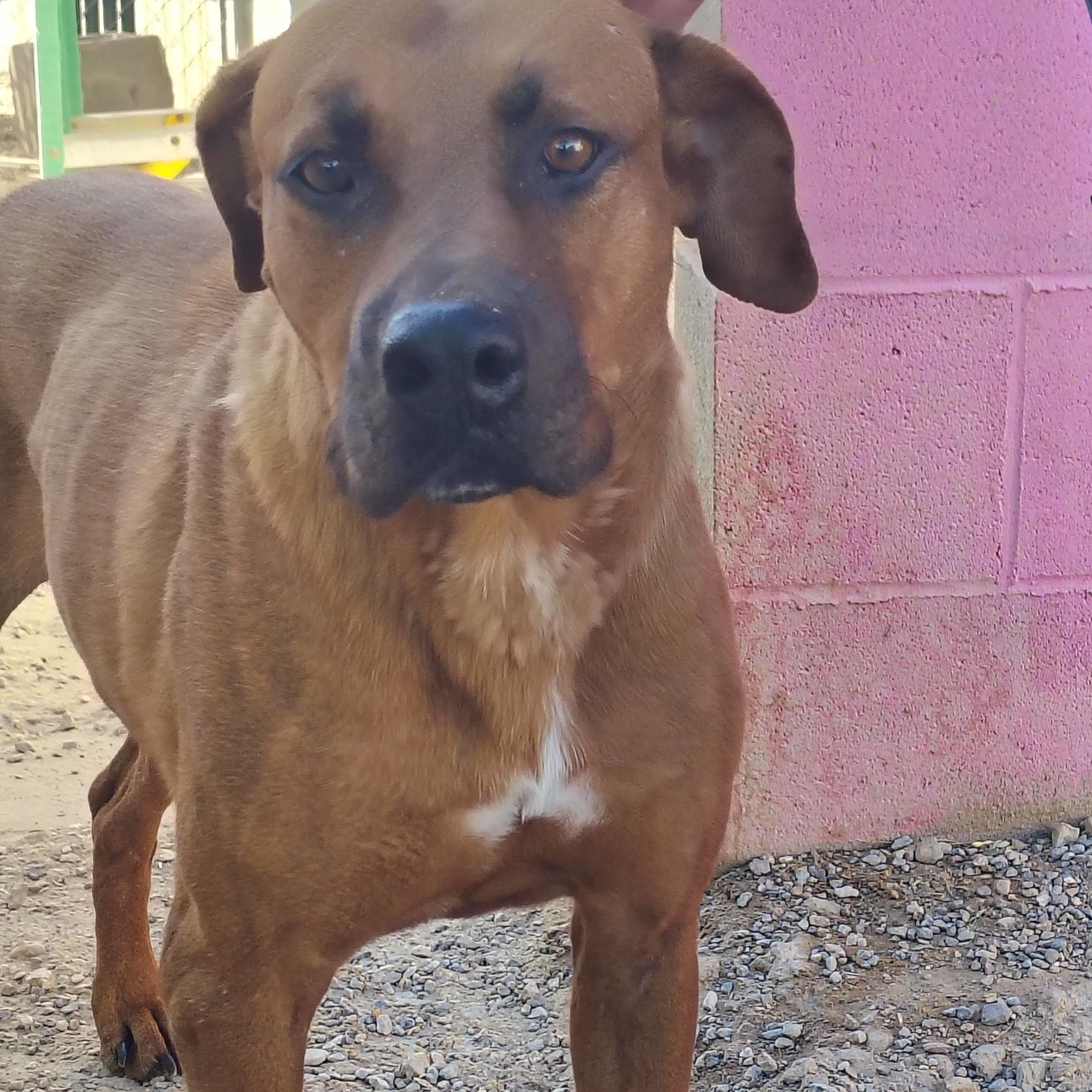 Enlarge Grace, a Adoptable mixed breed in Parker, AZ image 3/3