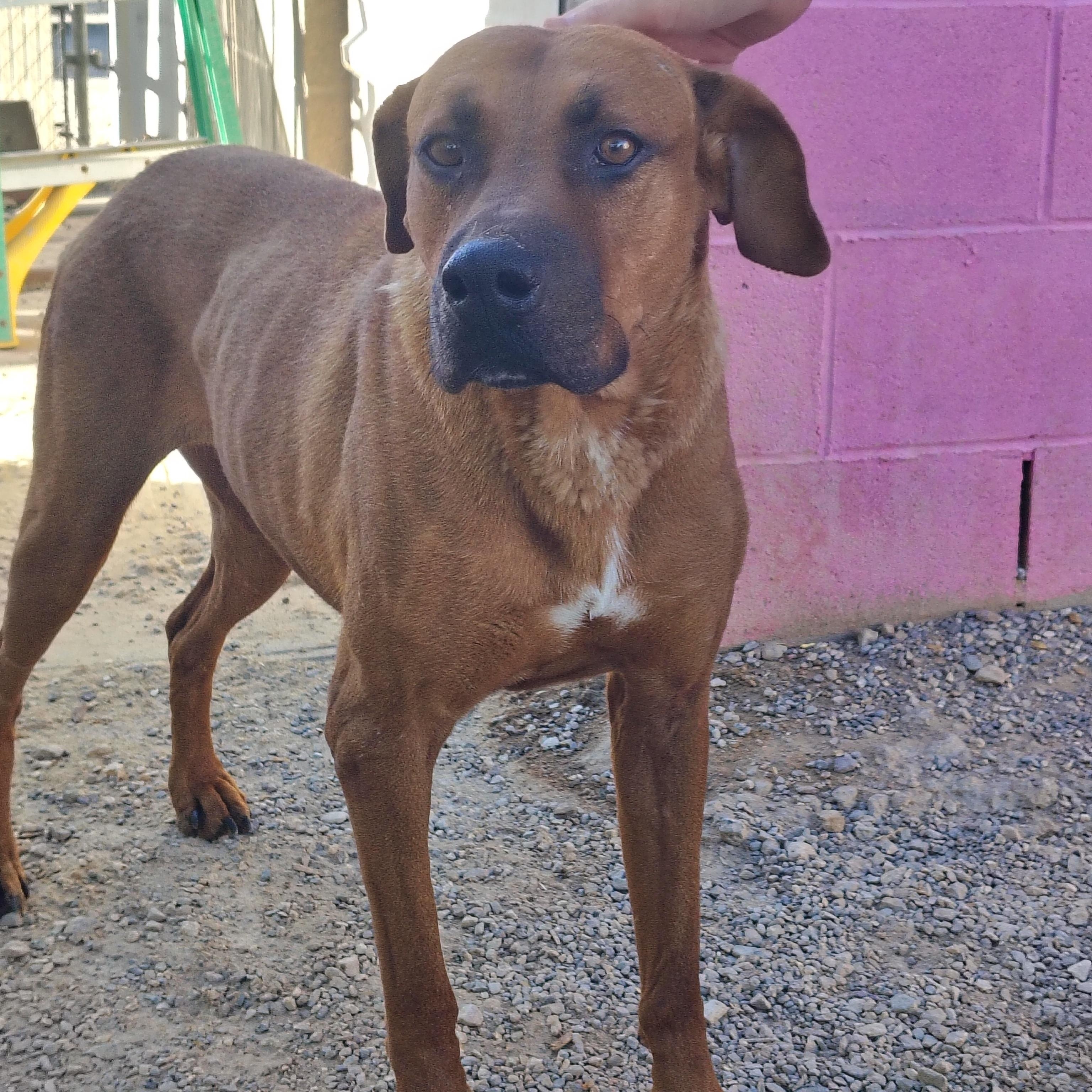 Enlarge Grace, a Adoptable mixed breed in Parker, AZ image 2/3