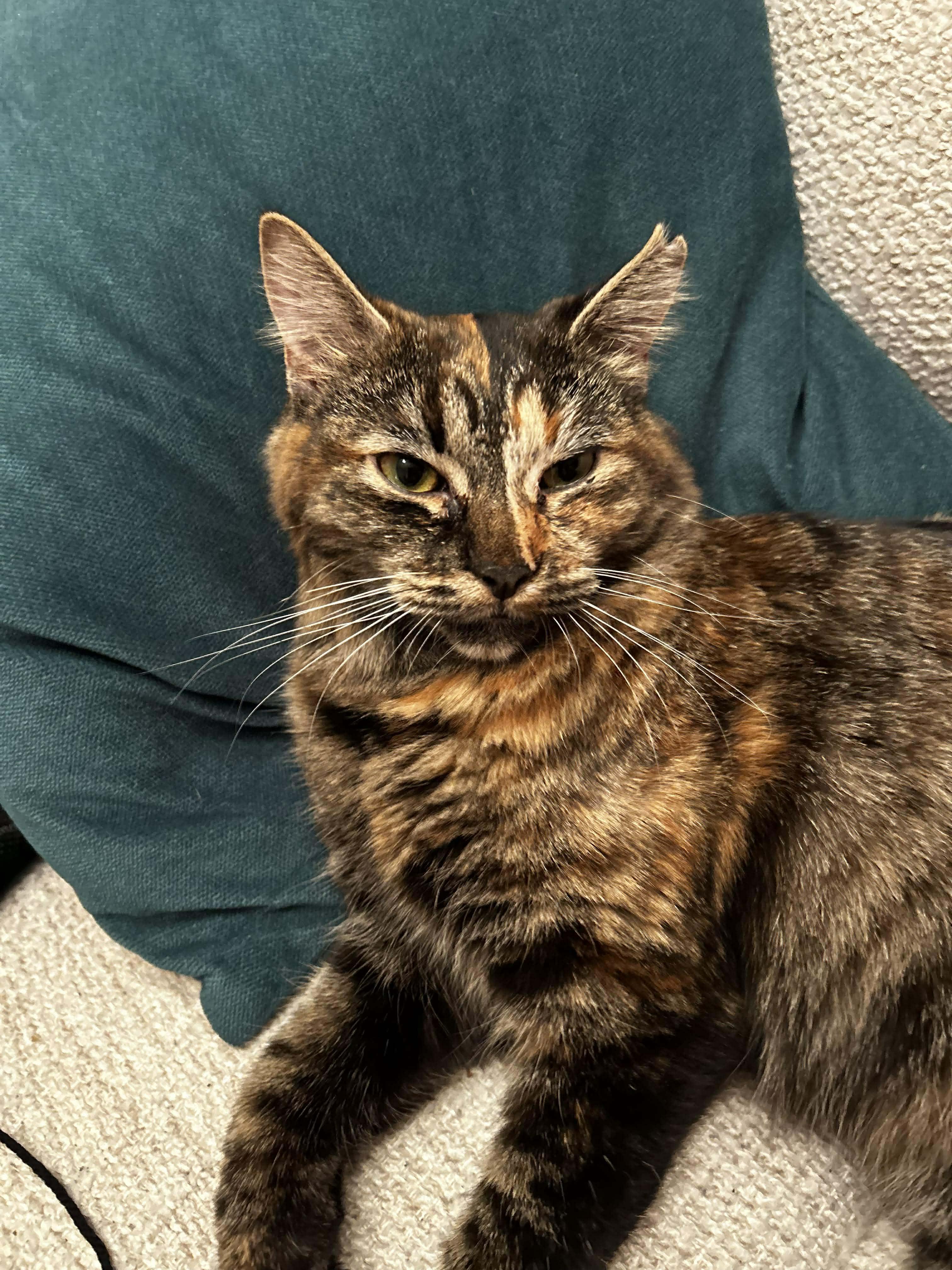 Enlarge Châtaigne , a ADOPTABLE Domestic Long Hair in Terrebonne, QC image 2/6