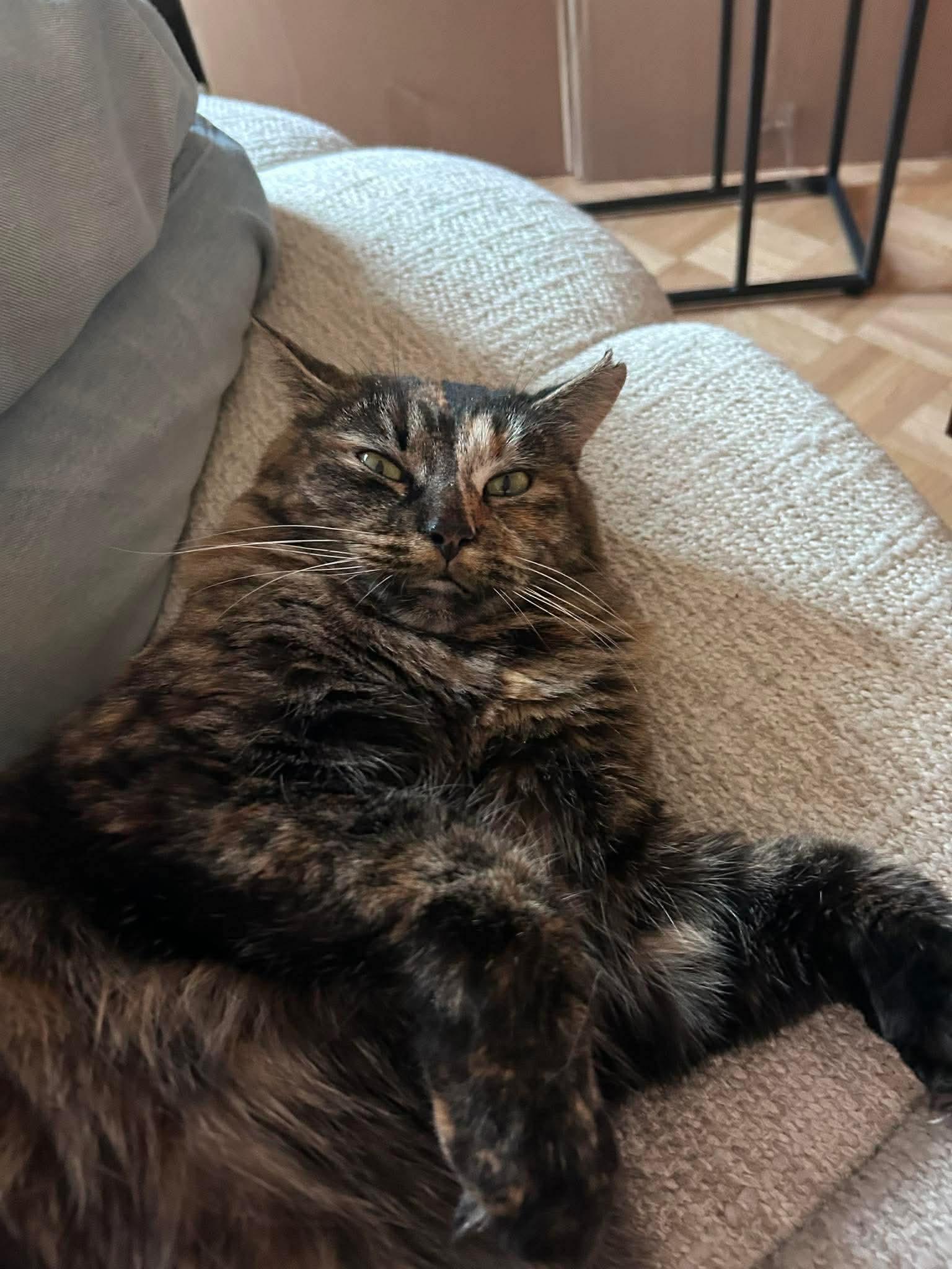 Enlarge Châtaigne , a ADOPTABLE Domestic Long Hair in Terrebonne, QC image 5/6