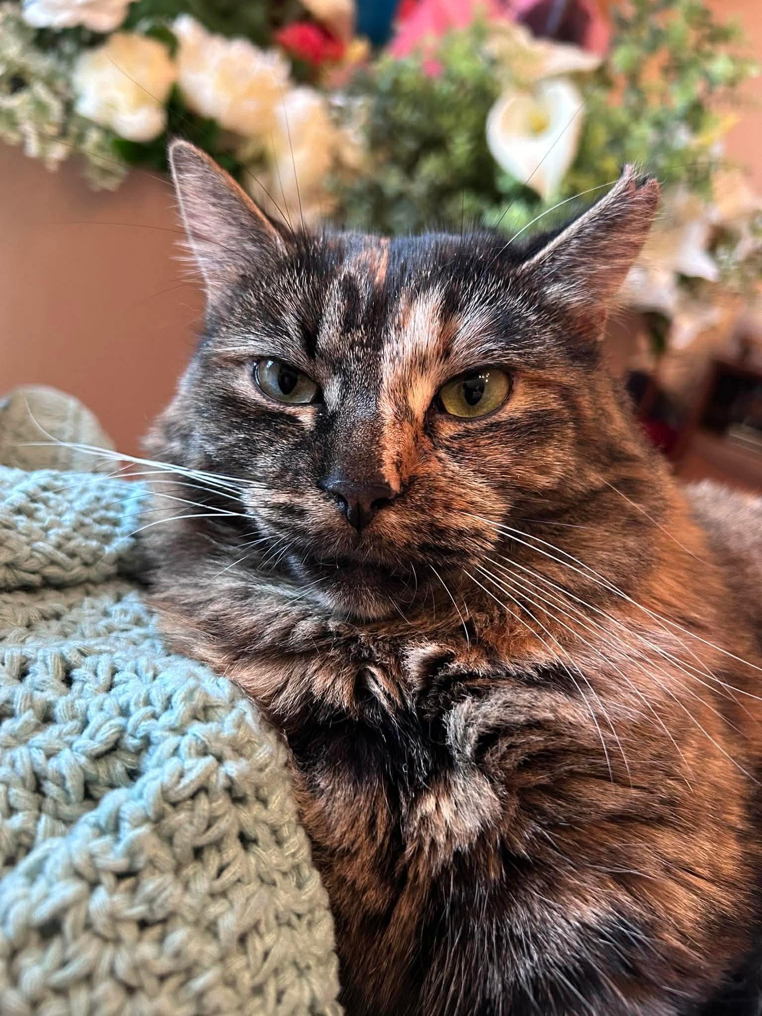 Châtaigne , a ADOPTABLE Domestic Long Hair in Terrebonne, QC image 6/6