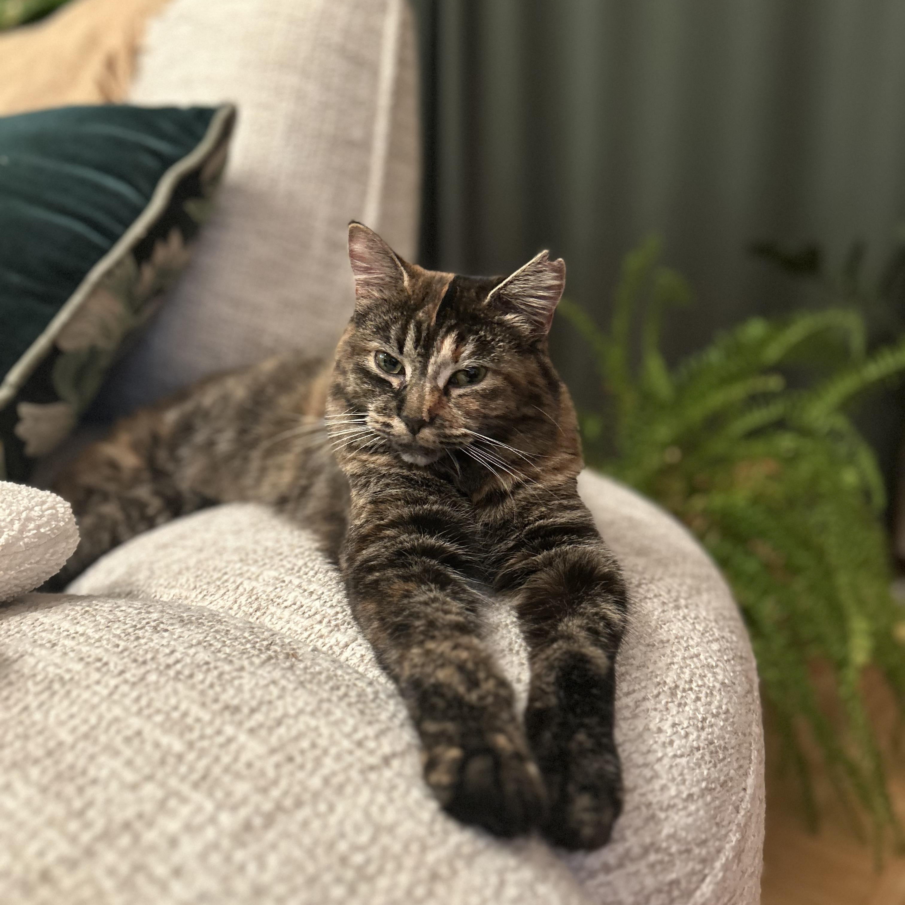 Enlarge Châtaigne , a ADOPTABLE Domestic Long Hair in Terrebonne, QC image 3/6