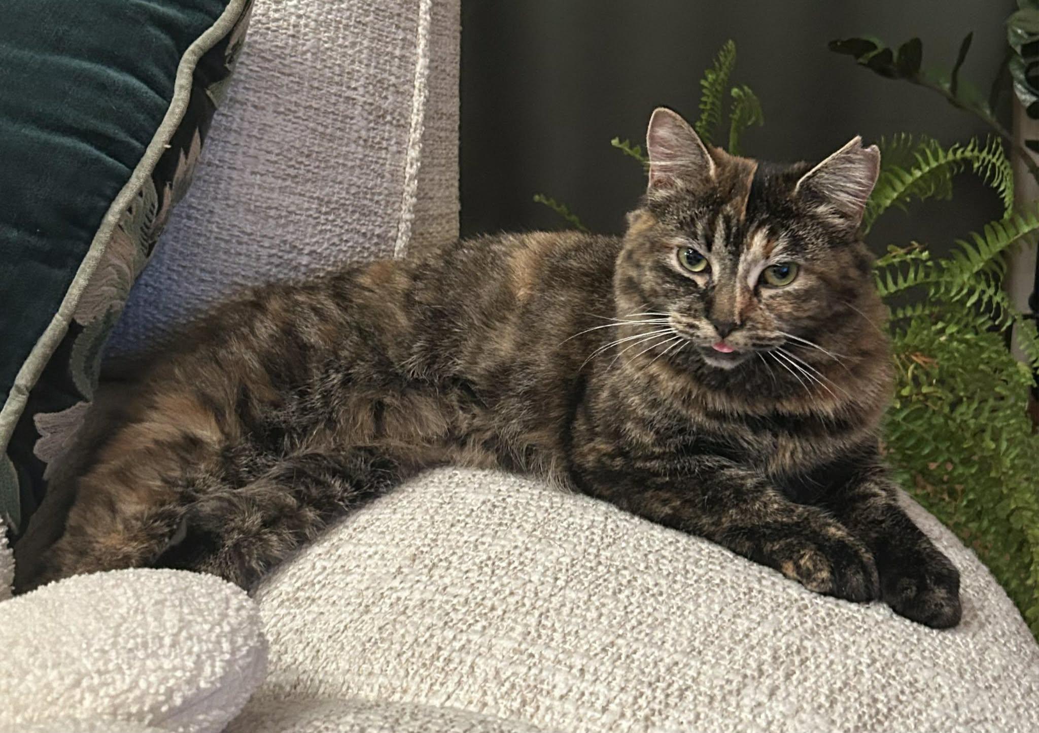 Châtaigne , ADOPTABLE, Young Female Domestic Long Hair.