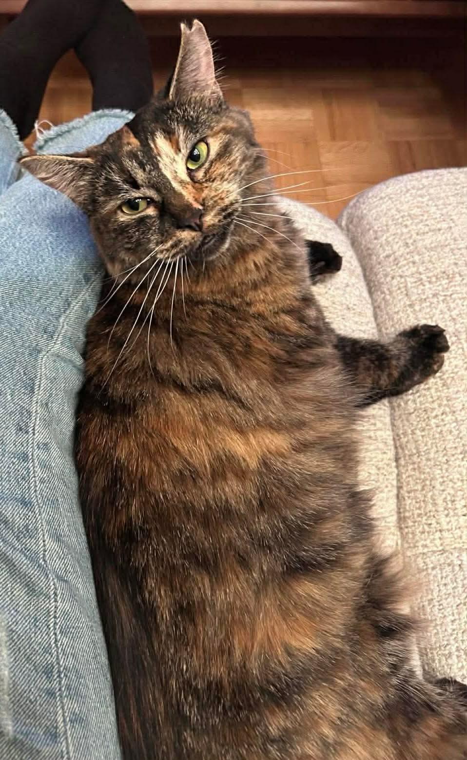 Châtaigne , a ADOPTABLE Domestic Long Hair in Terrebonne, QC image 4/6