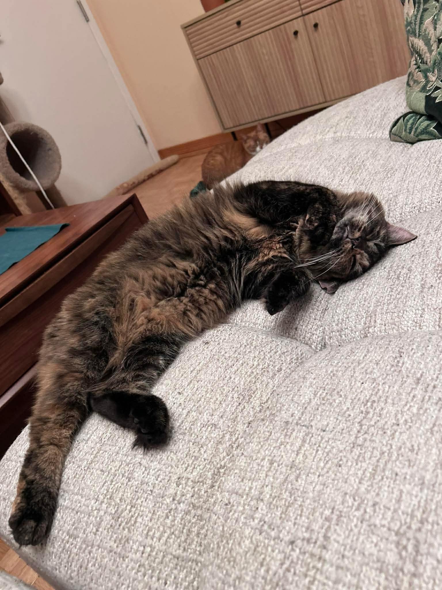 Enlarge Châtaigne , a ADOPTABLE Domestic Long Hair in Terrebonne, QC image 6/6