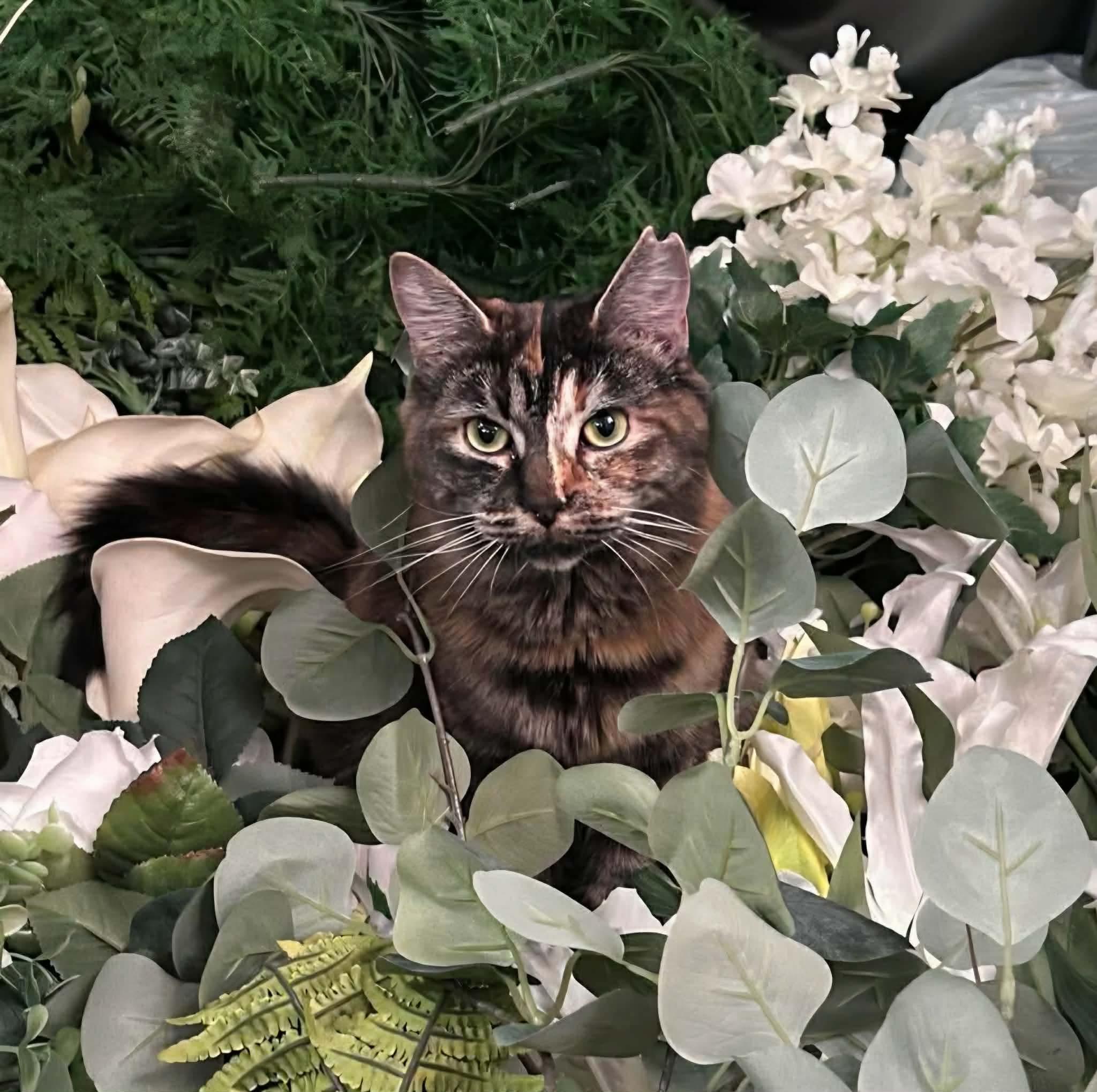 Châtaigne , ADOPTABLE, Young Female Domestic Long Hair.