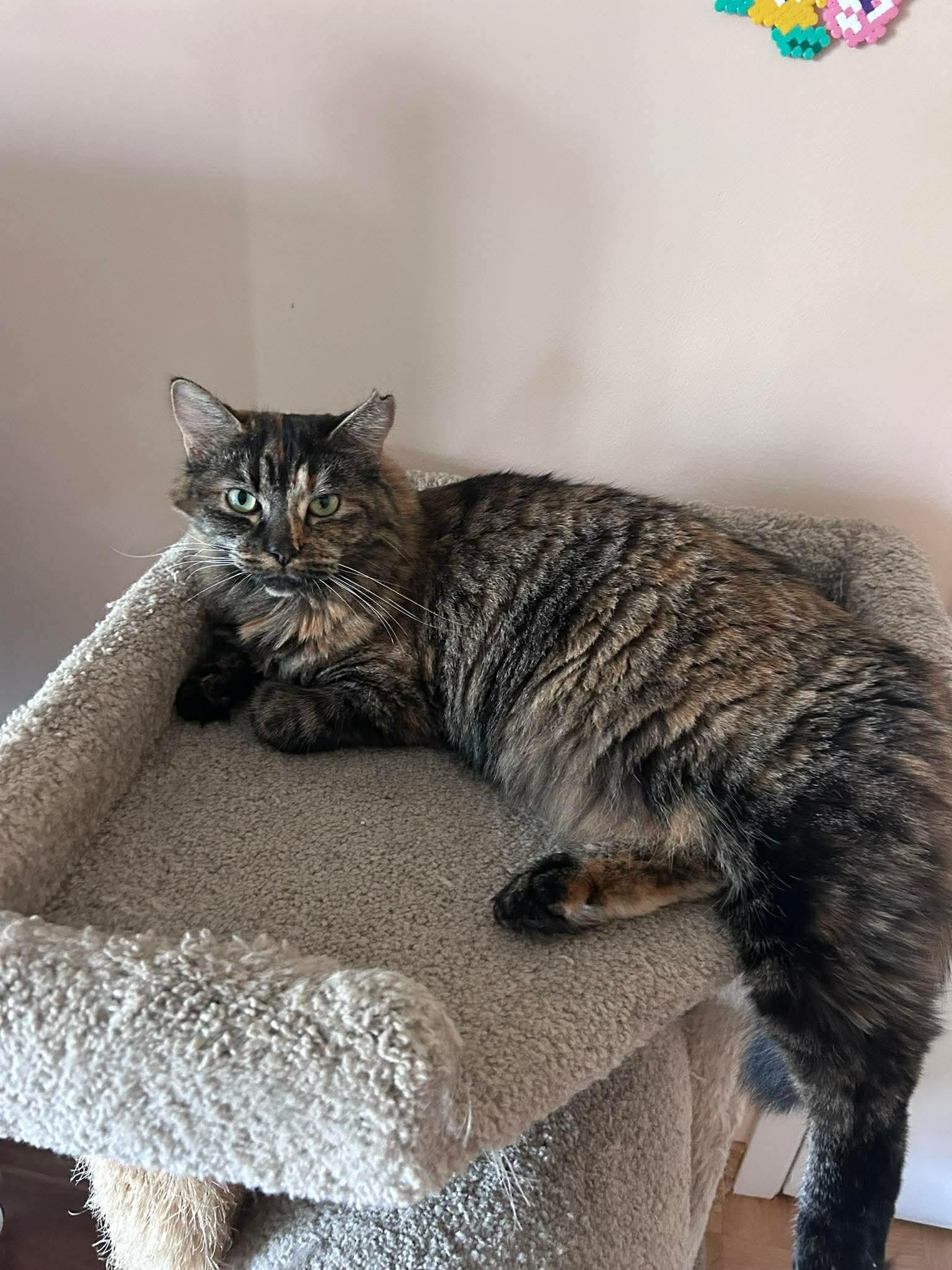 Enlarge Châtaigne , a ADOPTABLE Domestic Long Hair in Terrebonne, QC image 6/6