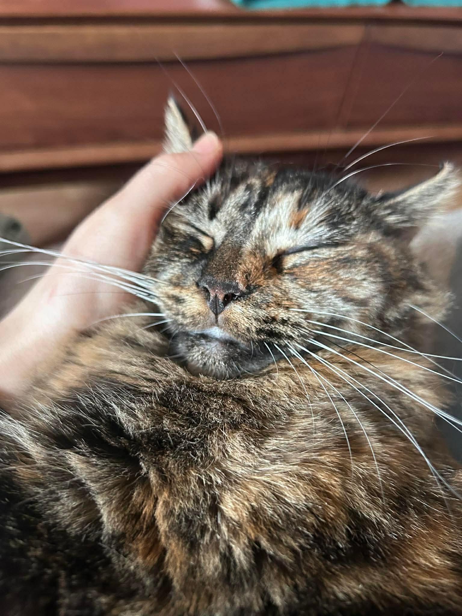 Châtaigne , a ADOPTABLE Domestic Long Hair in Terrebonne, QC image 5/6