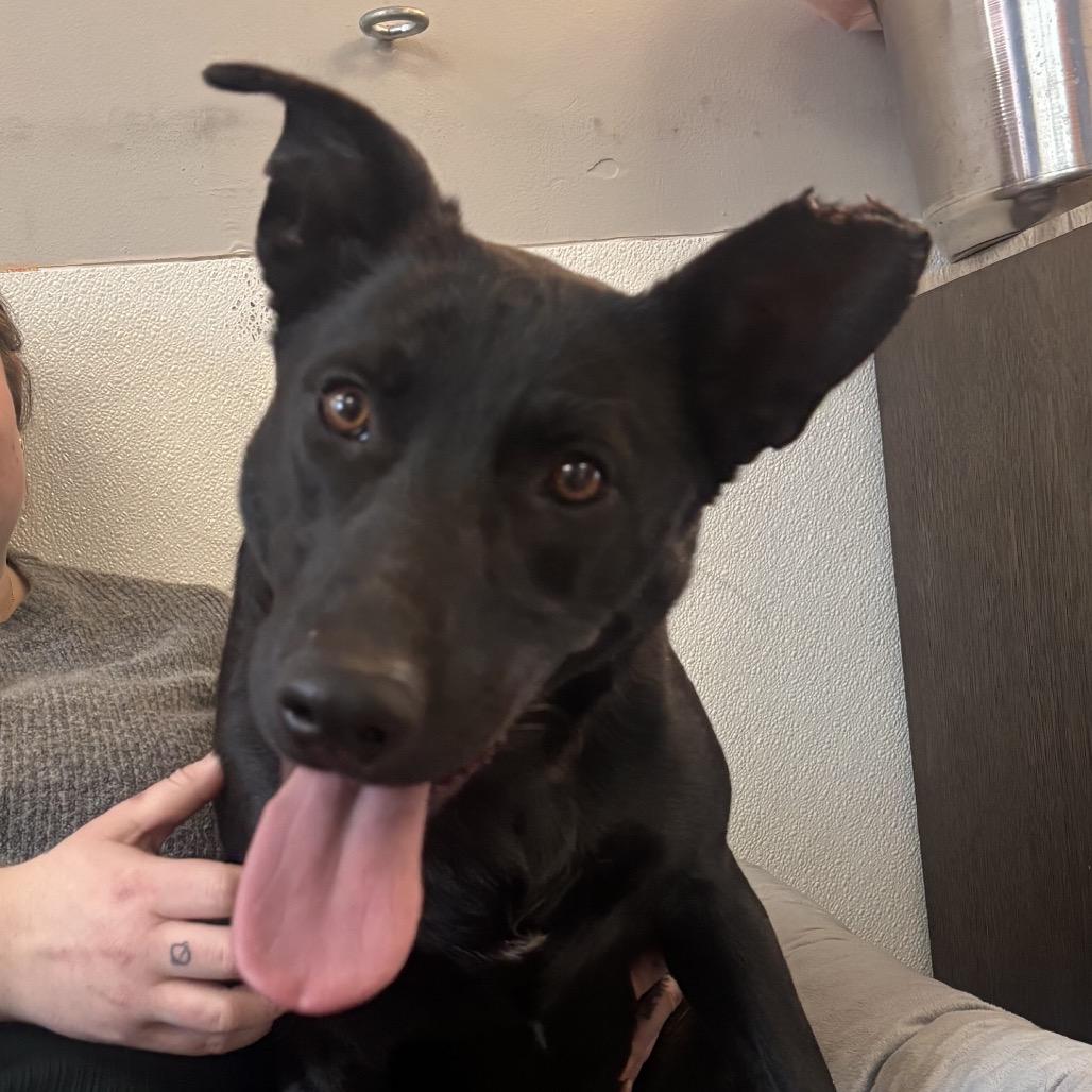 Enlarge Fancy (Foster), a Adoptable mixed breed in Belleville, IL image 1/6