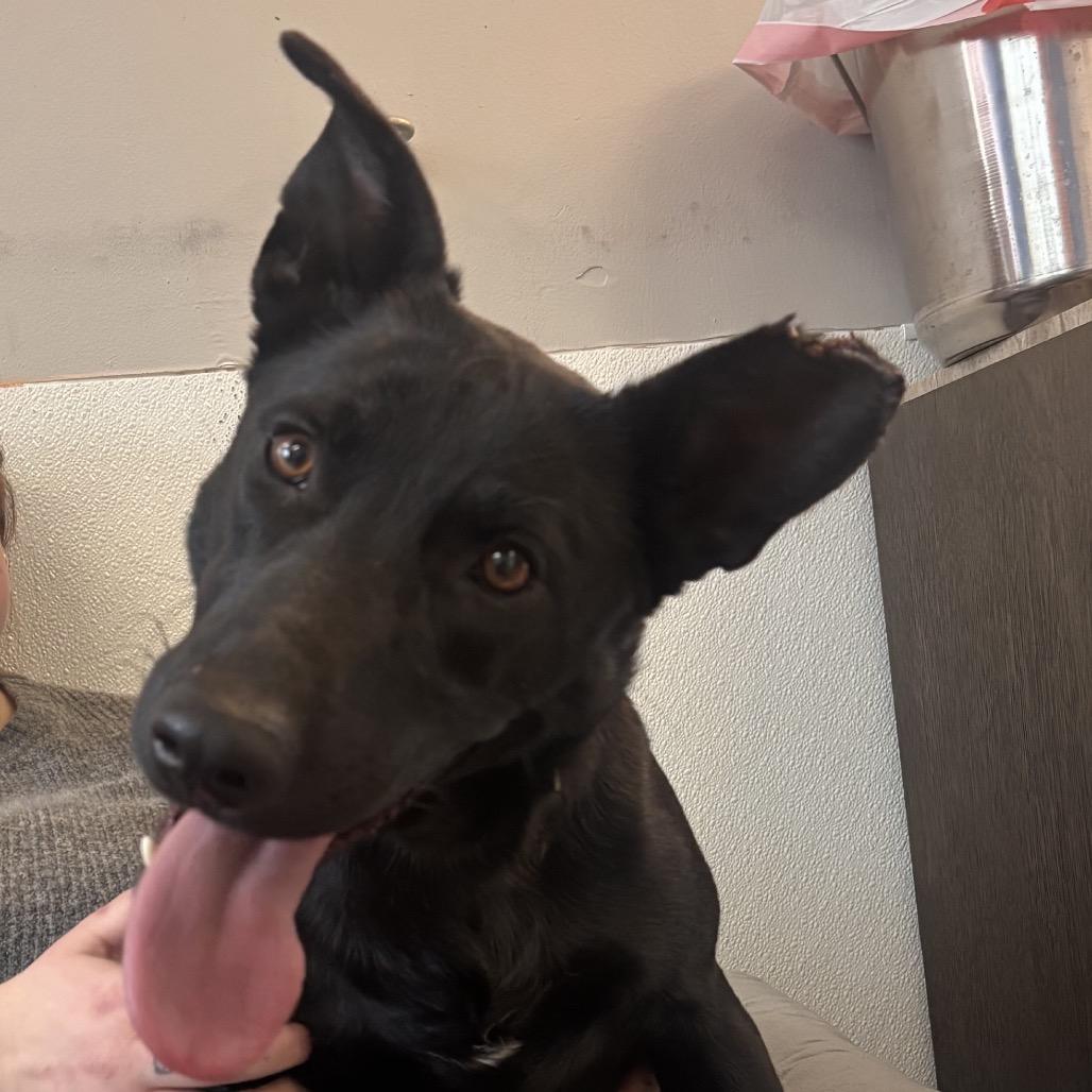 Enlarge Fancy (Foster), a Adoptable mixed breed in Belleville, IL image 2/6