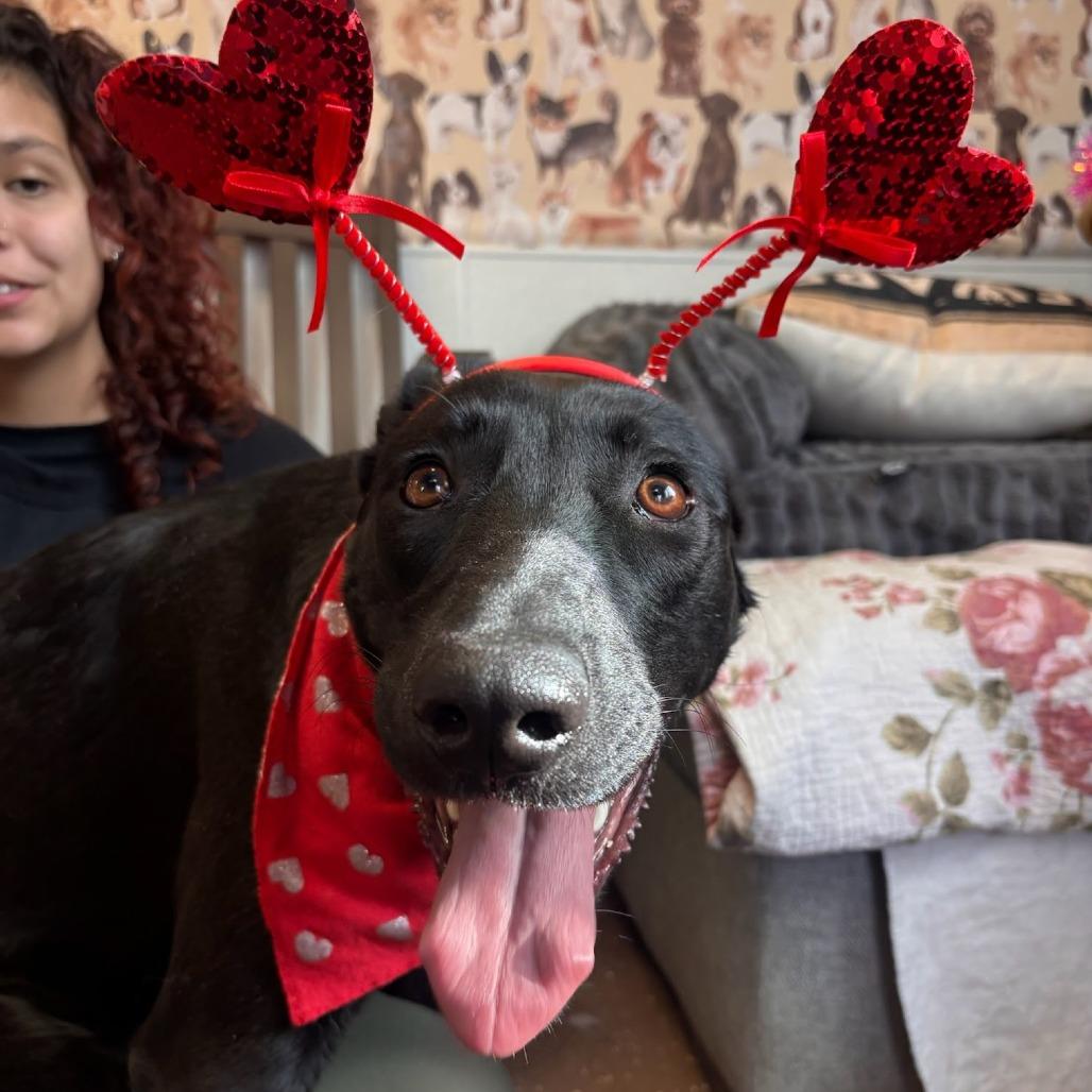 Enlarge Fancy (Foster), a Adoptable mixed breed in Belleville, IL image 3/6