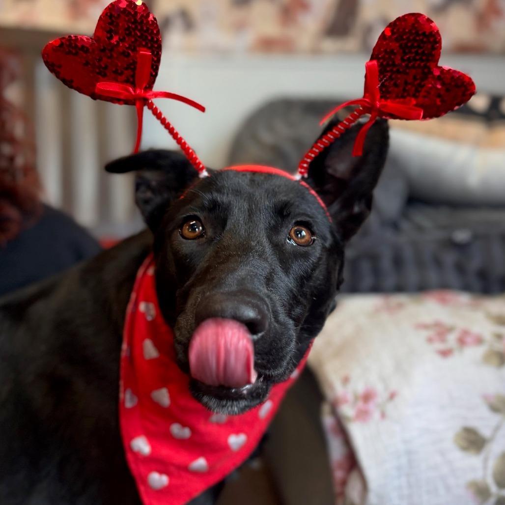 Enlarge Fancy (Foster), a Adoptable mixed breed in Belleville, IL image 4/6