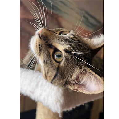 Enlarge Squirt, a Adoptable Domestic Short Hair in Pleasant Hill, CA image 1/6