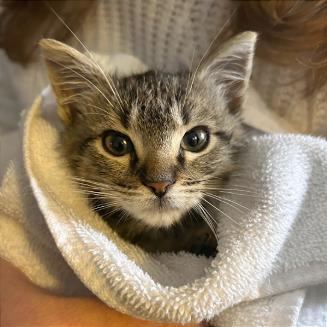 Enlarge Squirt, a Adoptable Domestic Short Hair in Pleasant Hill, CA image 2/6