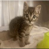 Enlarge Squirt, a Adoptable Domestic Short Hair in Pleasant Hill, CA image 3/6