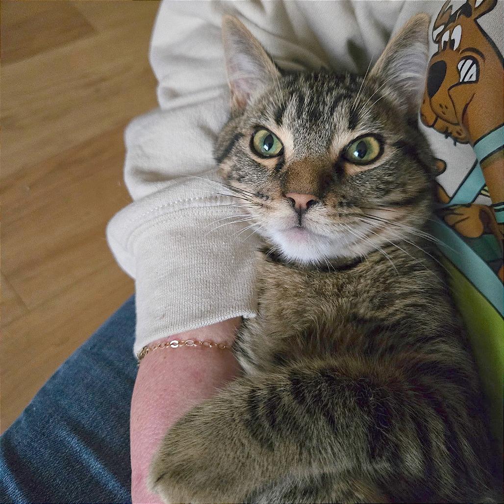 Enlarge Squirt, a Adoptable Domestic Short Hair in Pleasant Hill, CA image 4/6