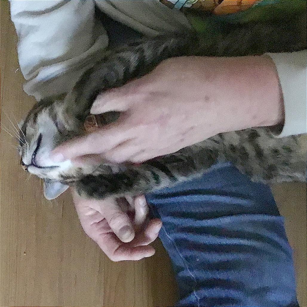 Enlarge Squirt, a Adoptable Domestic Short Hair in Pleasant Hill, CA image 5/6