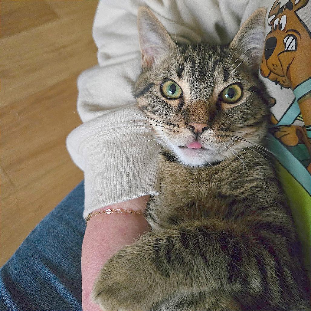 Enlarge Squirt, a Adoptable Domestic Short Hair in Pleasant Hill, CA image 6/6