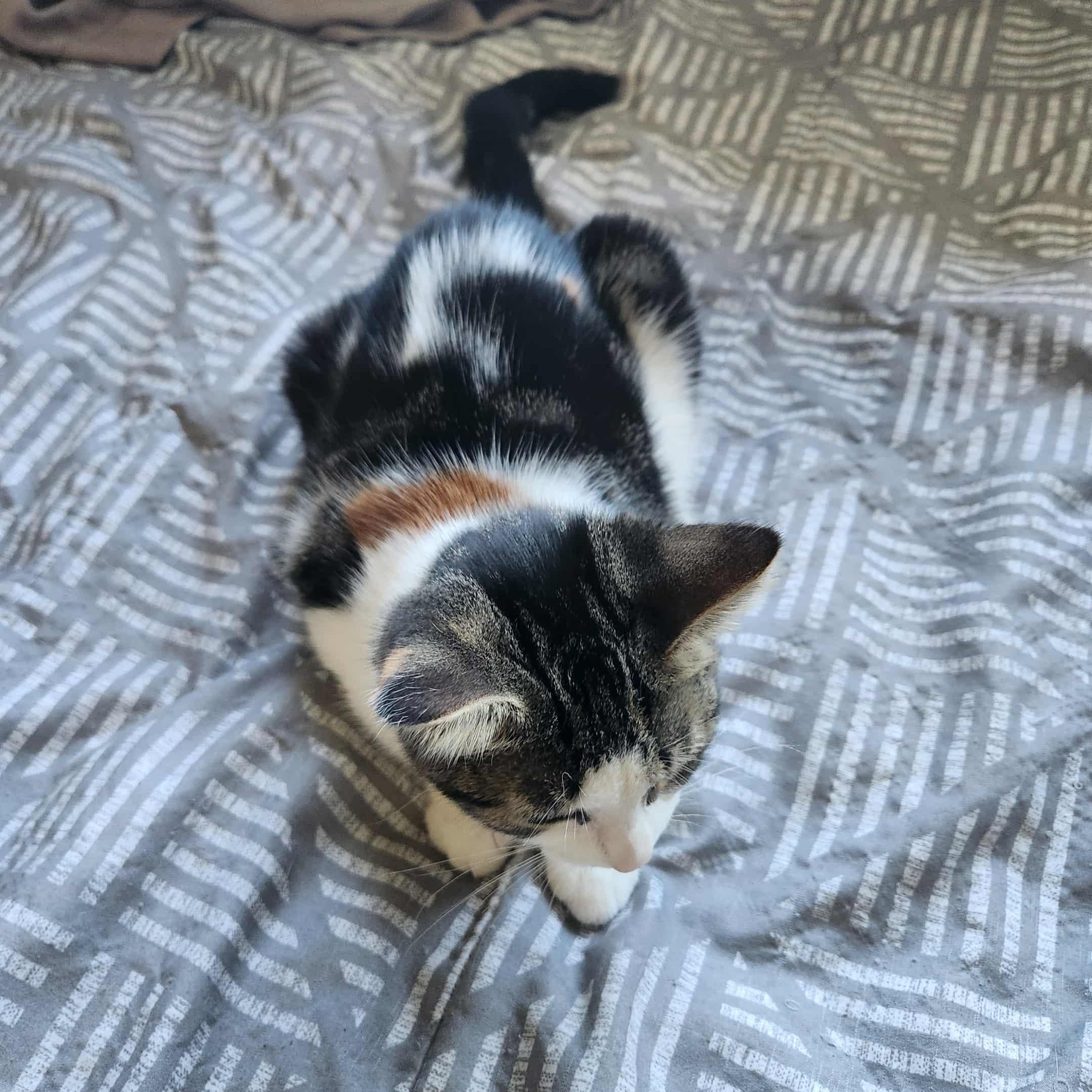 Enlarge Maple, a Adoptable mixed breed in Chatham, ON image 3/6