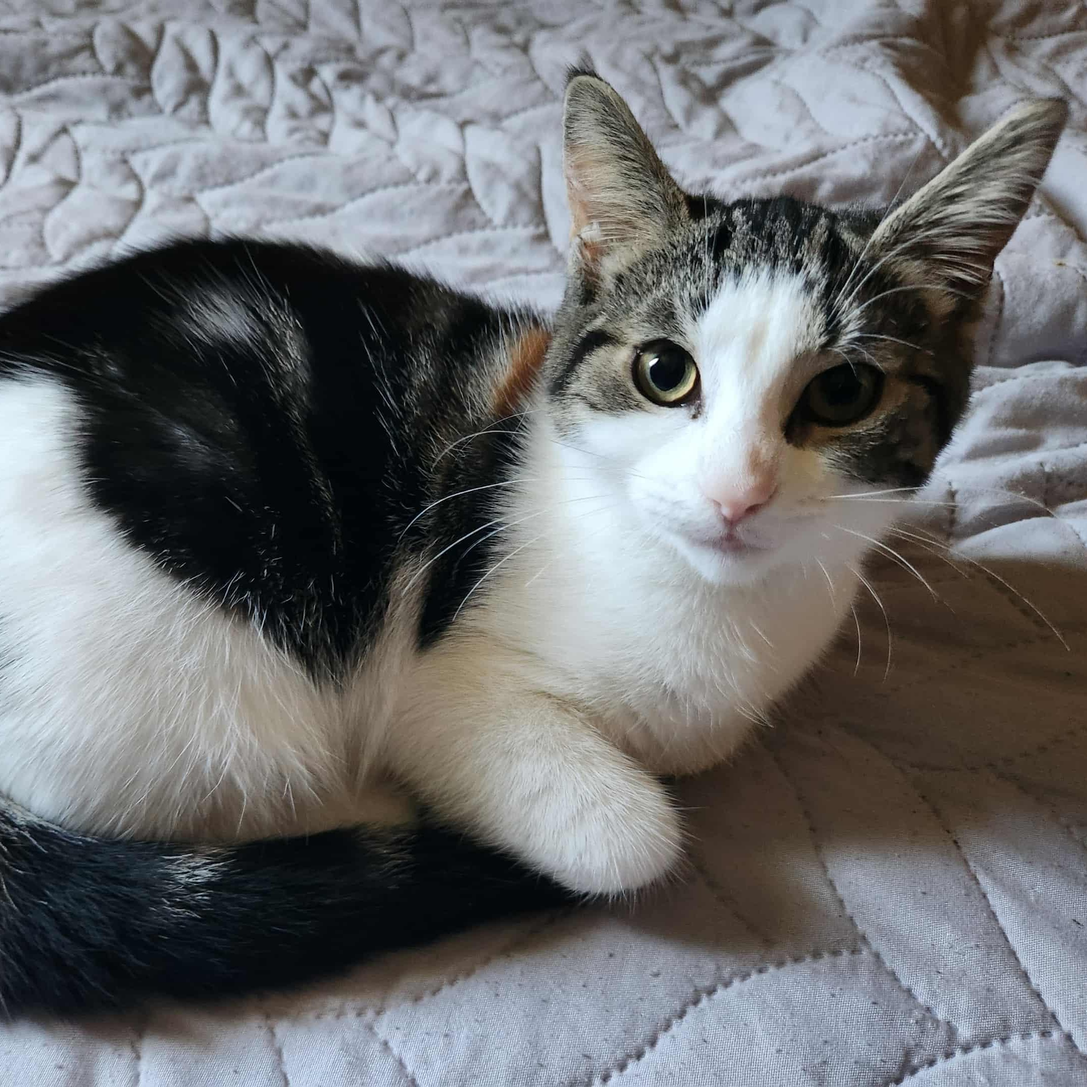 Enlarge Maple, a Adoptable mixed breed in Chatham, ON image 6/6