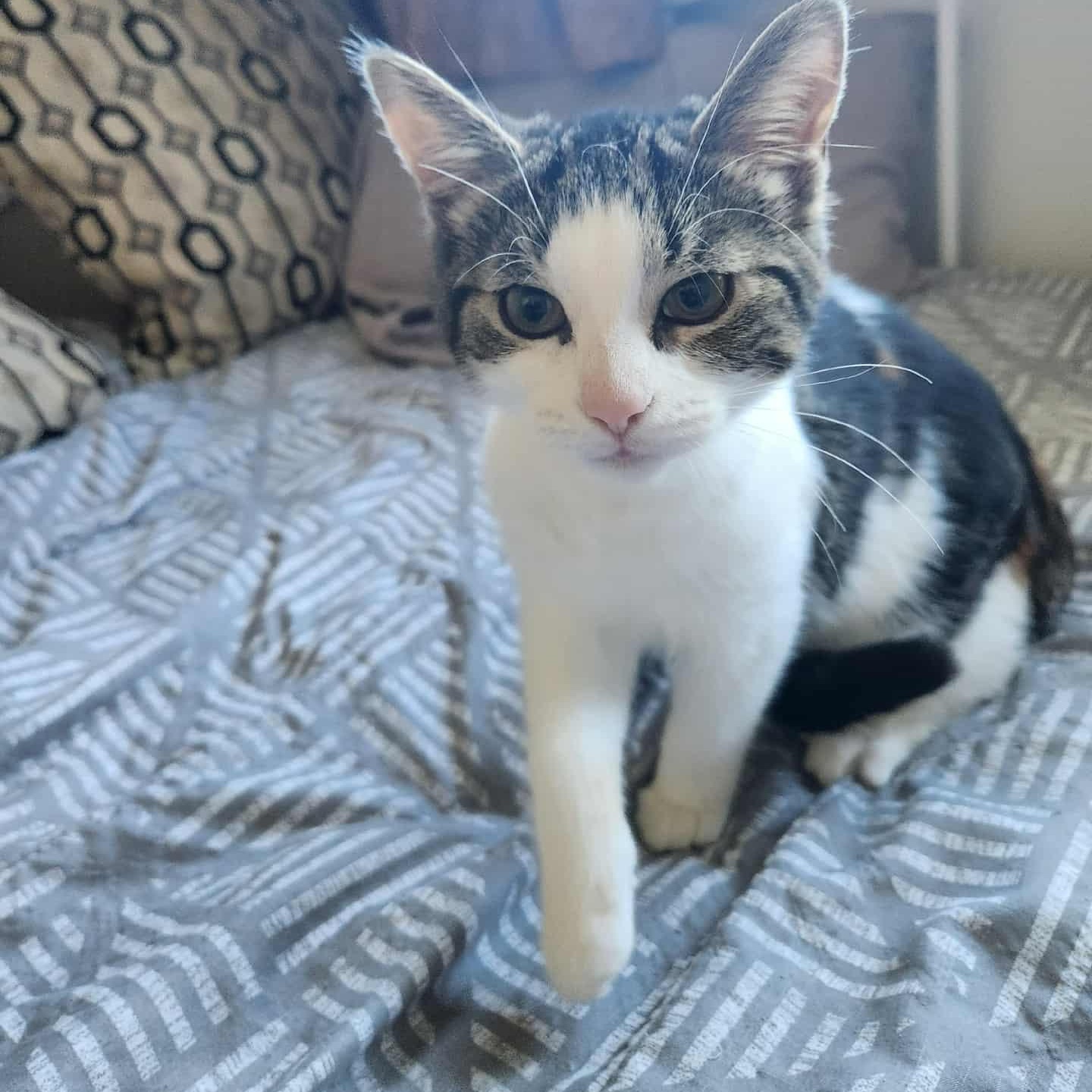 Maple, Adoptable, Kitten Female Dilute Calico.