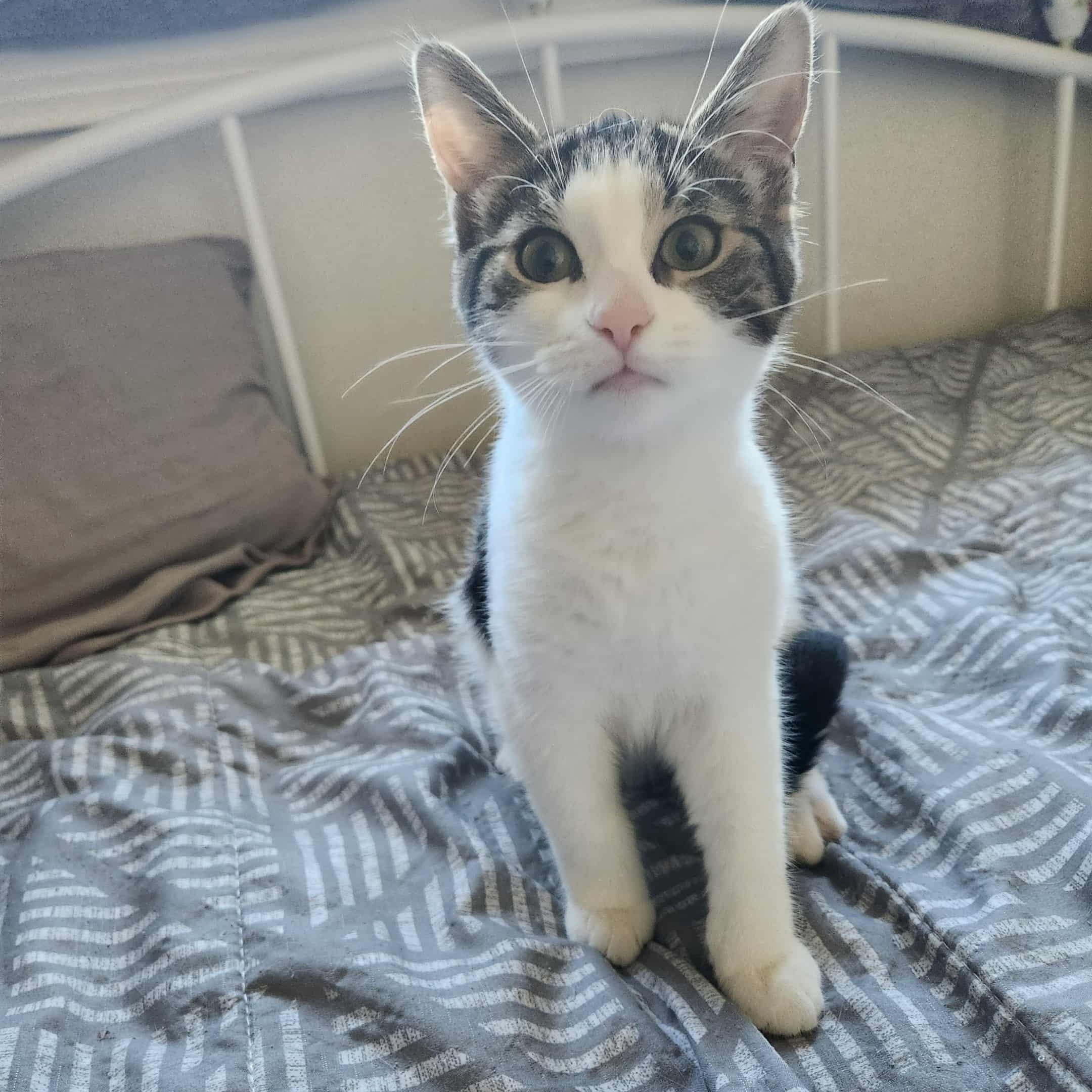 Enlarge Maple, a Adoptable mixed breed in Chatham, ON image 2/6