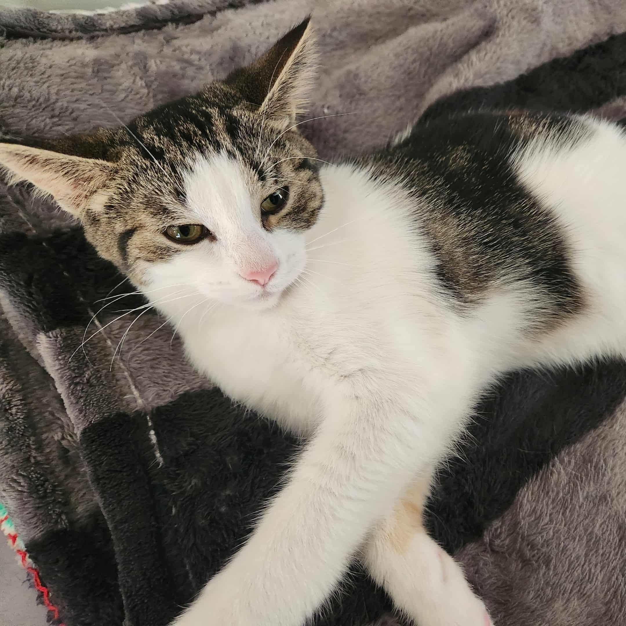 Enlarge Maple, a Adoptable mixed breed in Chatham, ON image 5/6