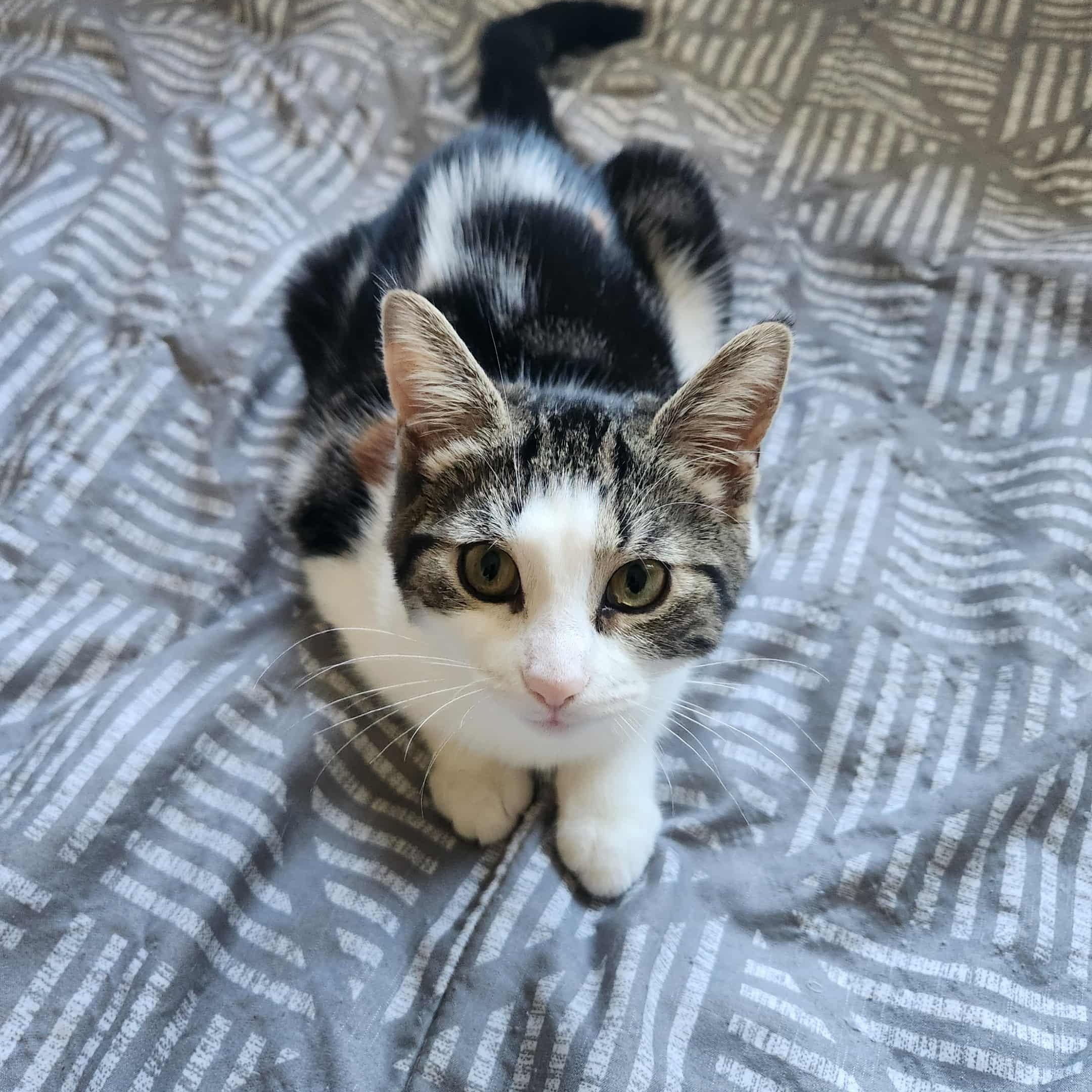 Enlarge Maple, a Adoptable mixed breed in Chatham, ON image 4/6