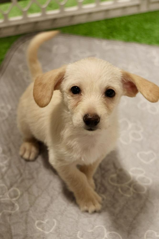 Enlarge Westby, a Adoptable mixed breed in TUCSON, AZ image 1/2