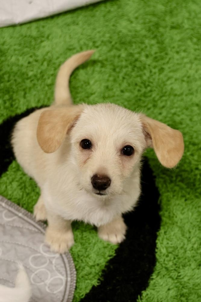 Enlarge Westby, a Adoptable mixed breed in TUCSON, AZ image 2/2