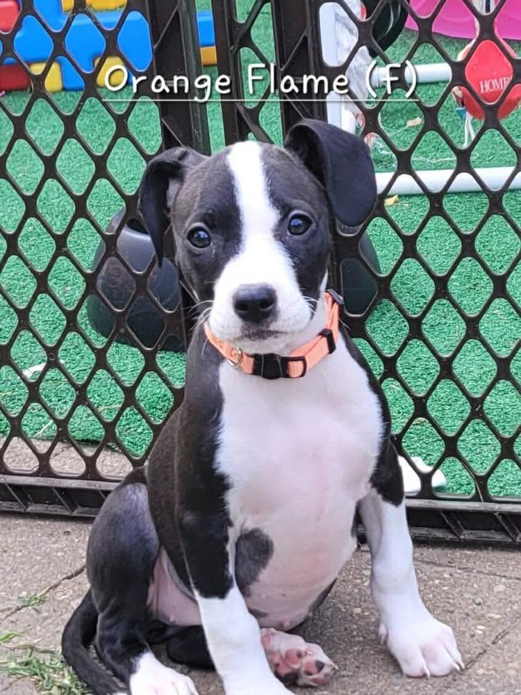 Orange Flame (Tiny 10 2026) FEMALE, Adoptable, Puppy Female Pit Bull Terrier & Mixed Breed.