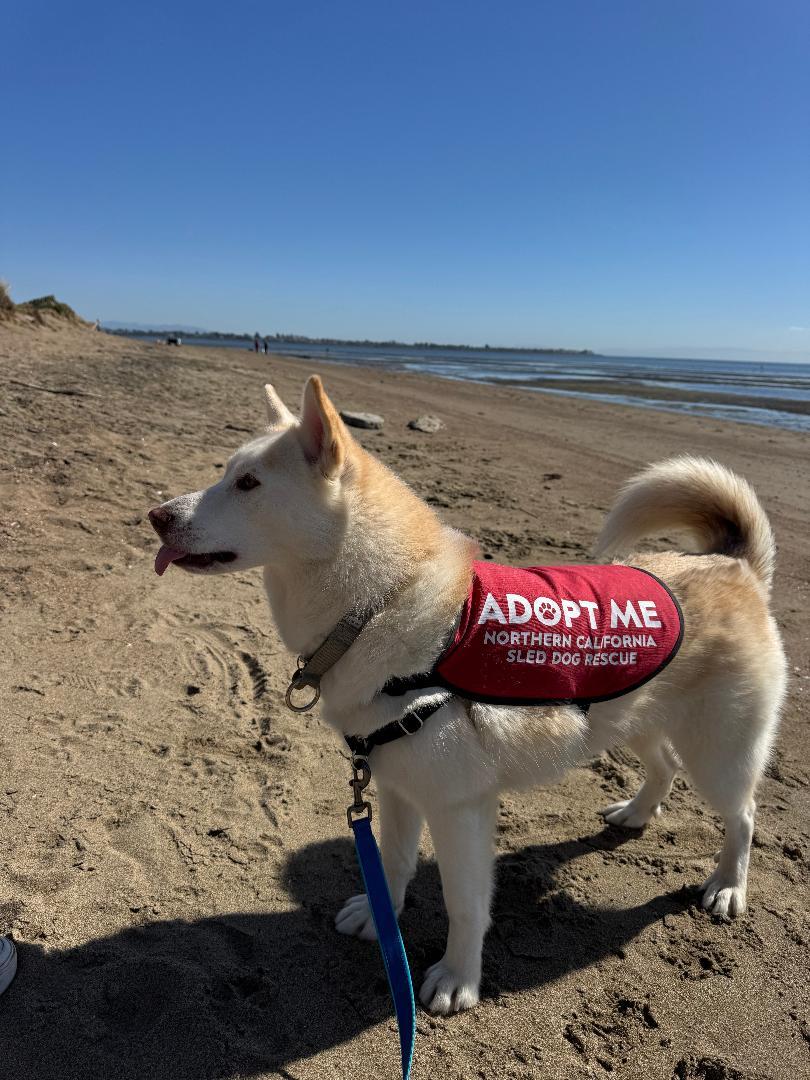 Lorna, Adoptable, Adult Female Siberian Husky.