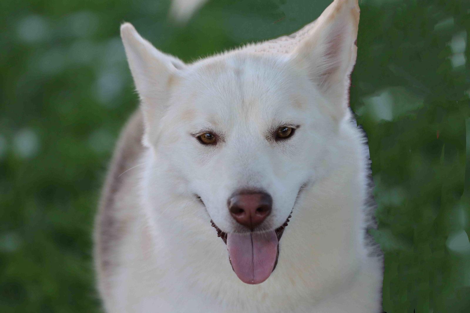 Lorna, Adoptable, Adult Female Siberian Husky.