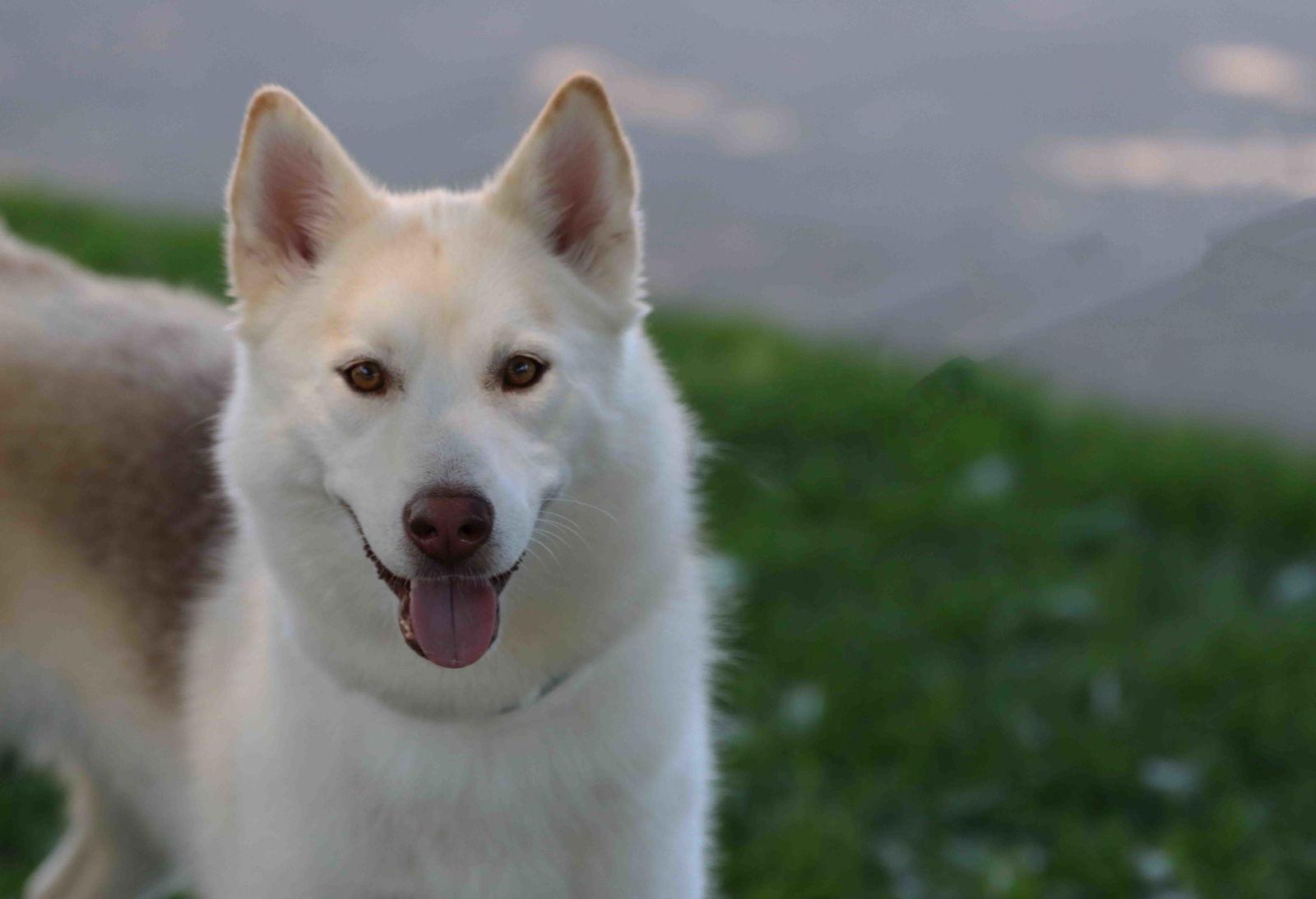 Enlarge Lorna, a Adoptable Siberian Husky in Walnut Creek, CA image 2/3