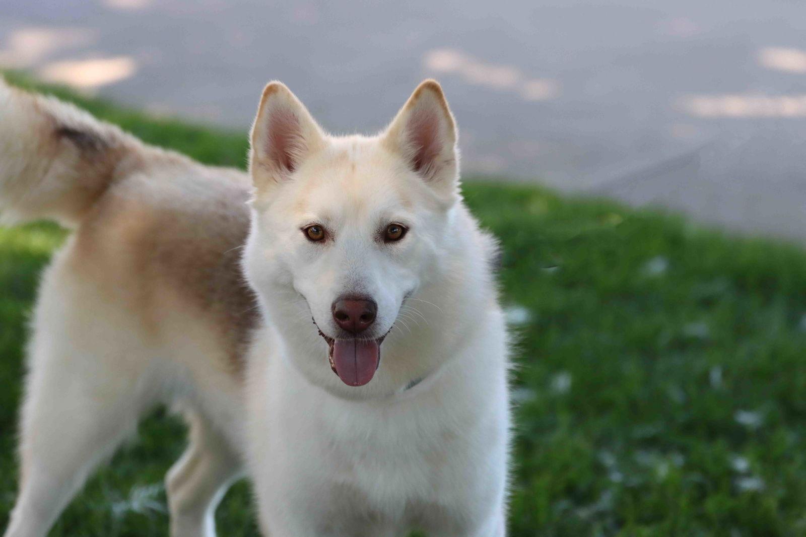 Enlarge Lorna, a Adoptable Siberian Husky in Walnut Creek, CA image 3/3