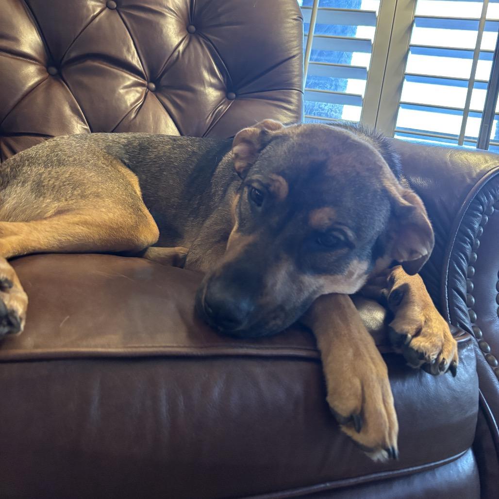 Hazel, Adoptable, Young Female Mixed Breed.