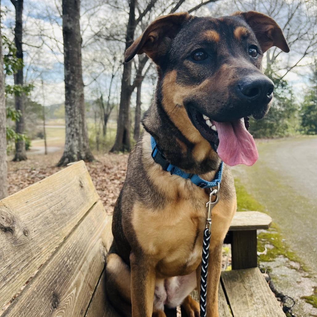 Enlarge Hazel, a Adoptable Mixed Breed in Hamilton, GA image 2/6