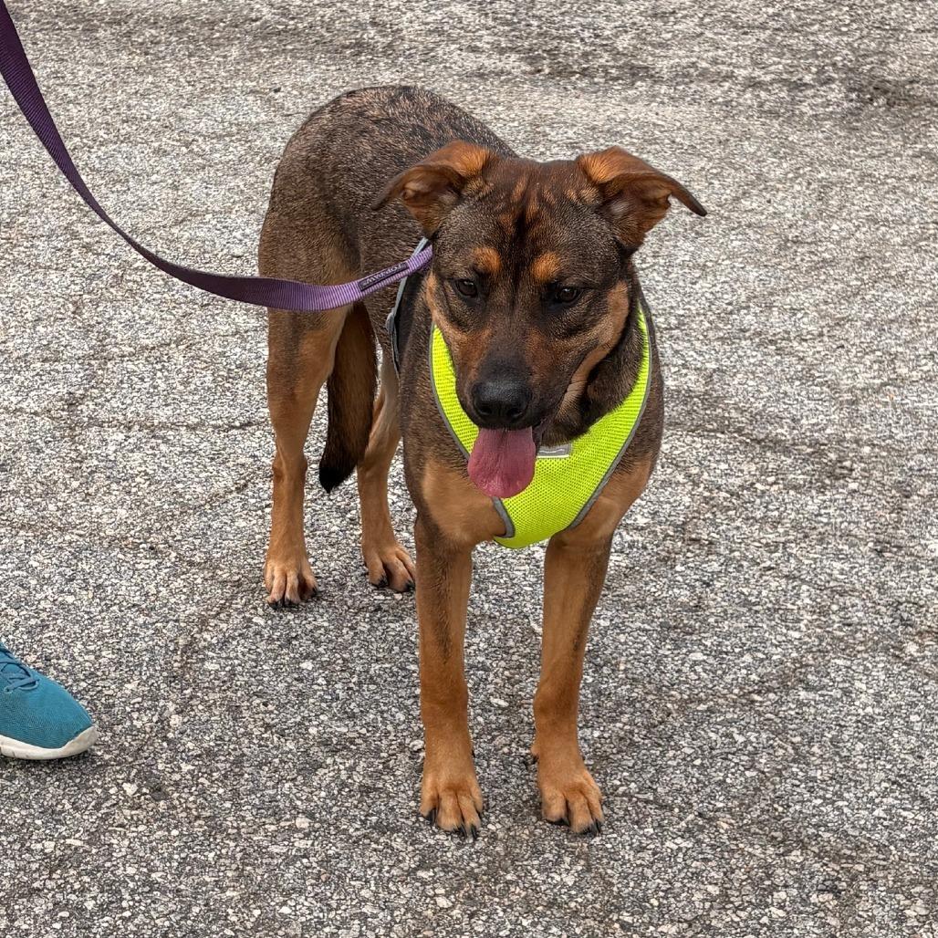 Enlarge Hazel, a Adoptable Mixed Breed in Hamilton, GA image 3/6