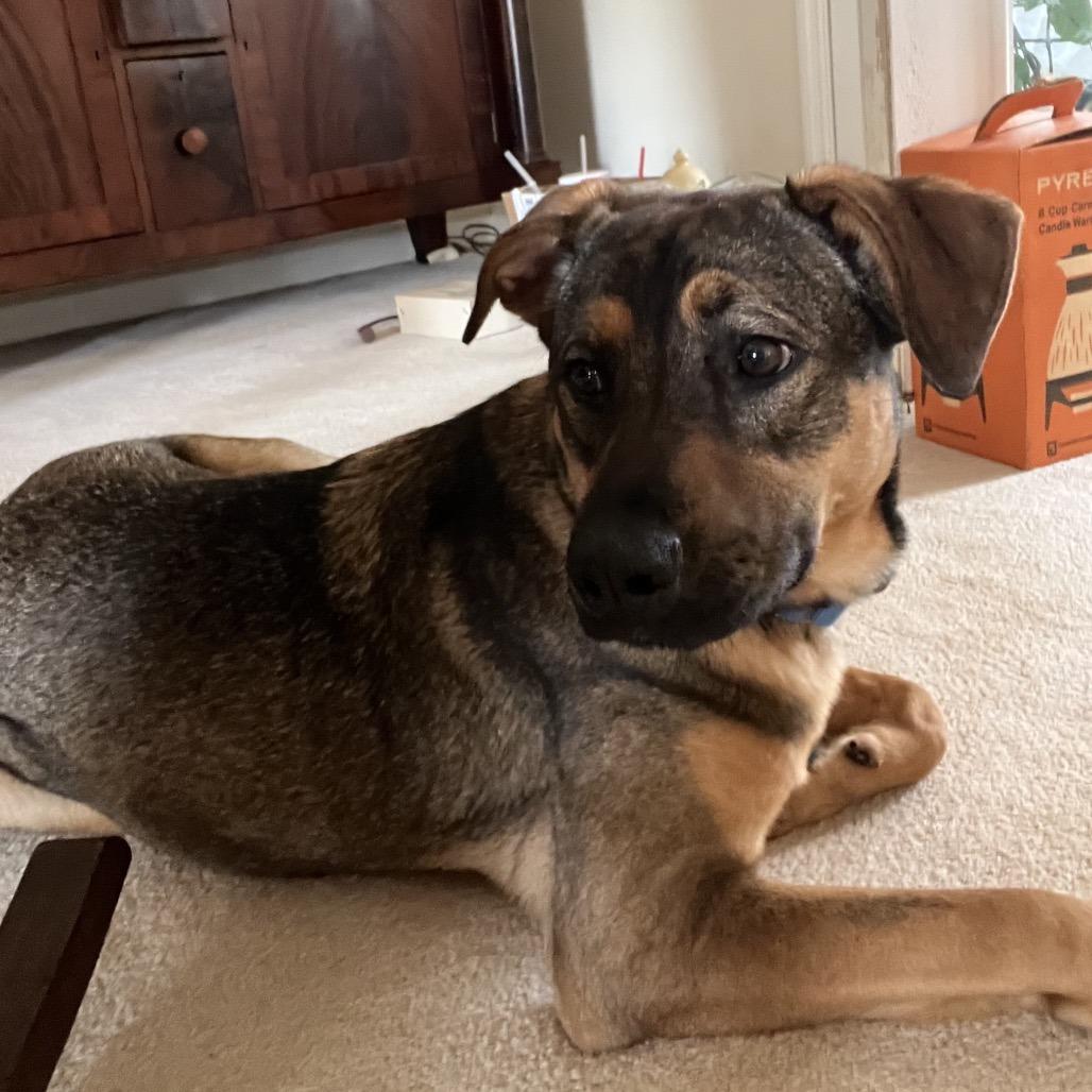 Enlarge Hazel, a Adoptable Mixed Breed in Hamilton, GA image 4/6