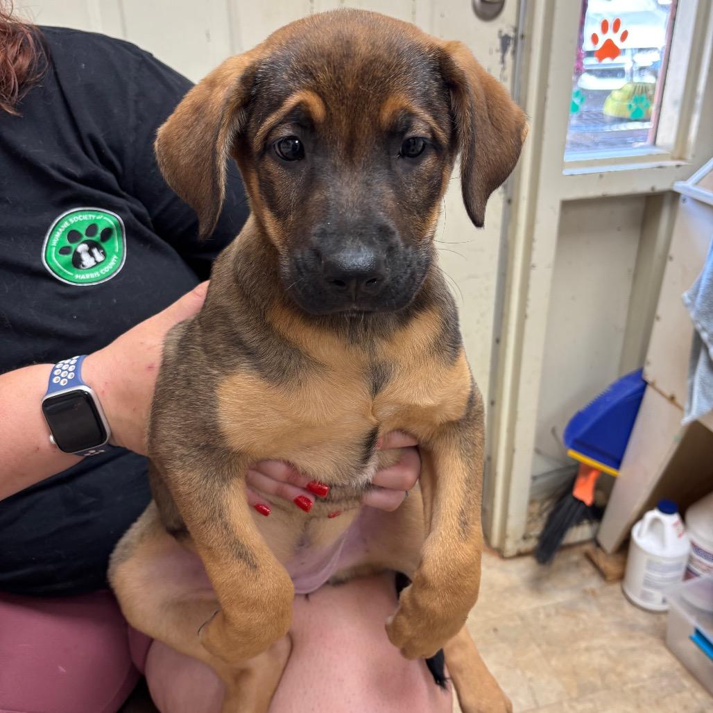 Enlarge Hazel, a Adoptable Mixed Breed in Hamilton, GA image 5/6