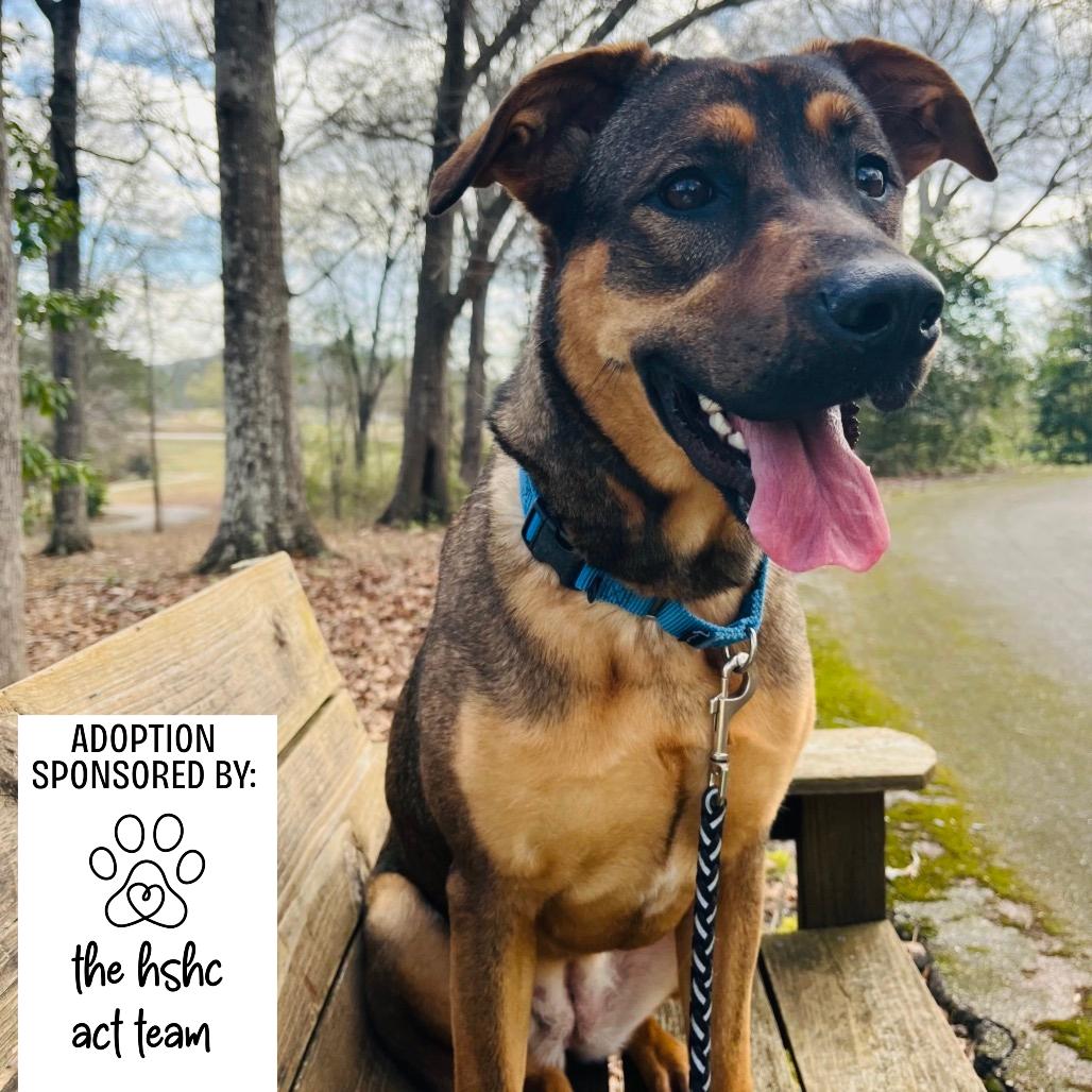 Enlarge Hazel, a Adoptable Mixed Breed in Hamilton, GA image 6/6