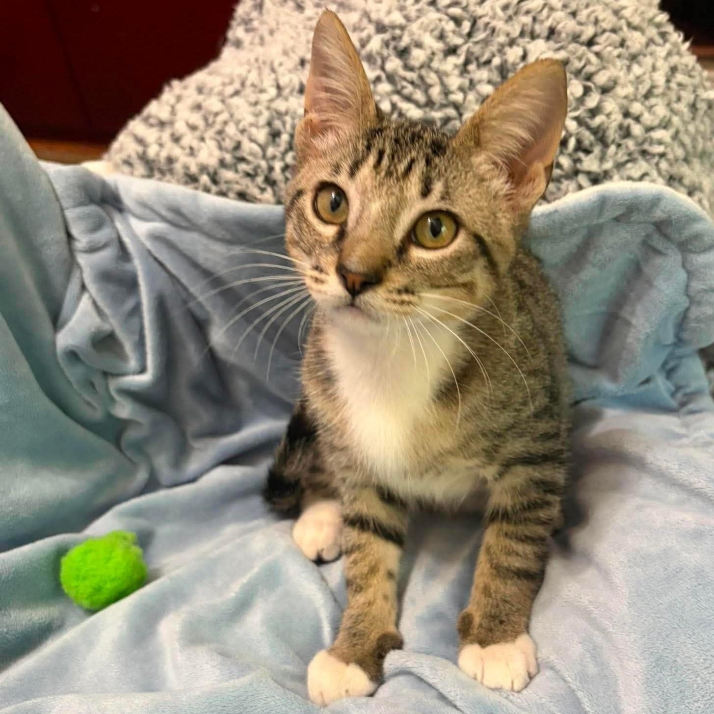 Joey & Molly (bonded pair), a ADOPTABLE Domestic Short Hair in Cypress, TX image 3/4