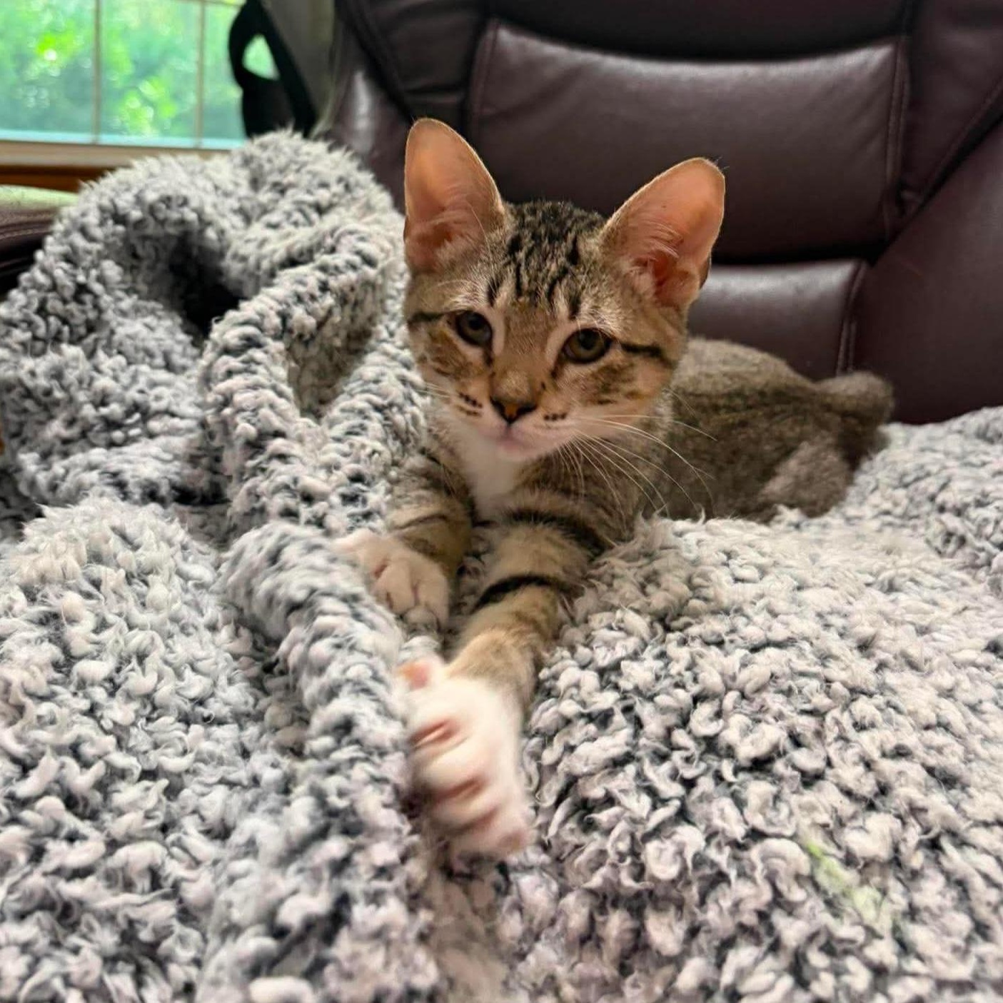Joey & Molly (bonded pair), a ADOPTABLE Domestic Short Hair in Cypress, TX image 4/4