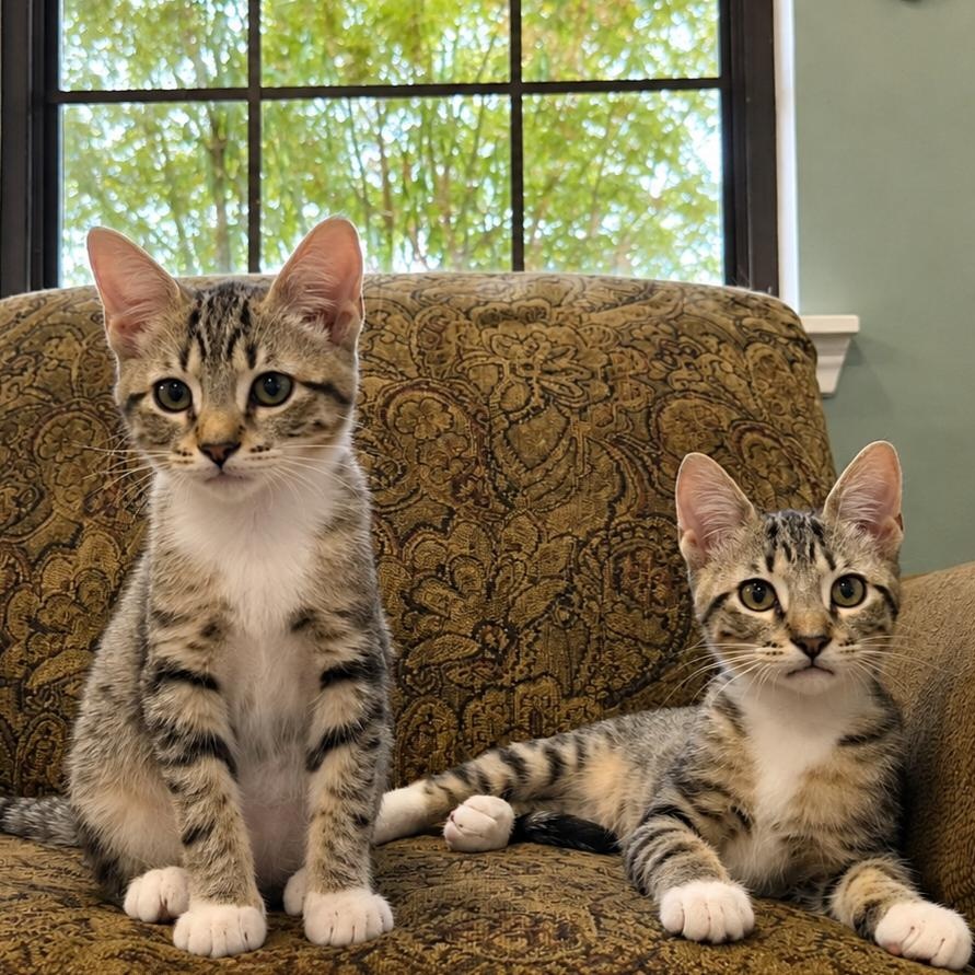 Joey & Molly (bonded pair), a ADOPTABLE Domestic Short Hair in Cypress, TX image 1/4