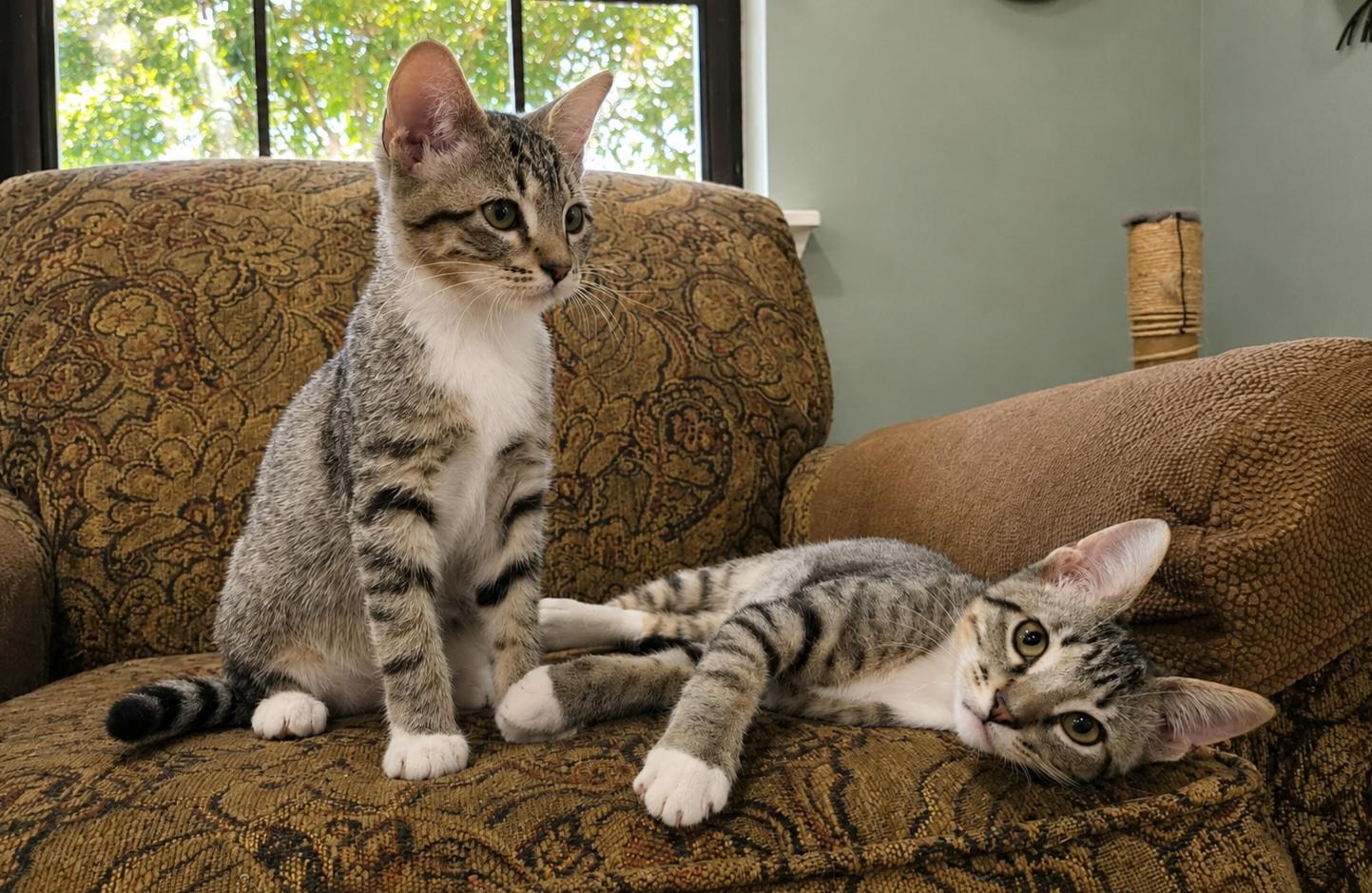 Joey & Molly (bonded pair), a ADOPTABLE Domestic Short Hair in Cypress, TX image 2/4