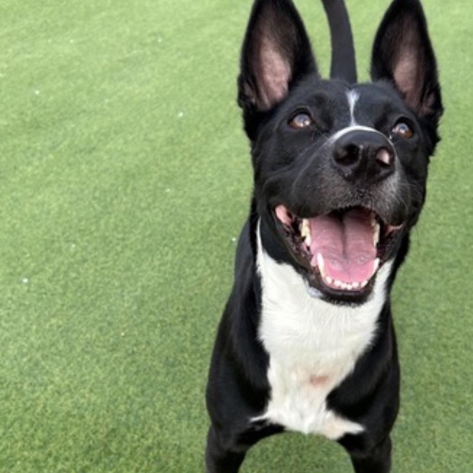 Enlarge Nova, a Adoptable mixed breed in Seabrook, NH image 4/6