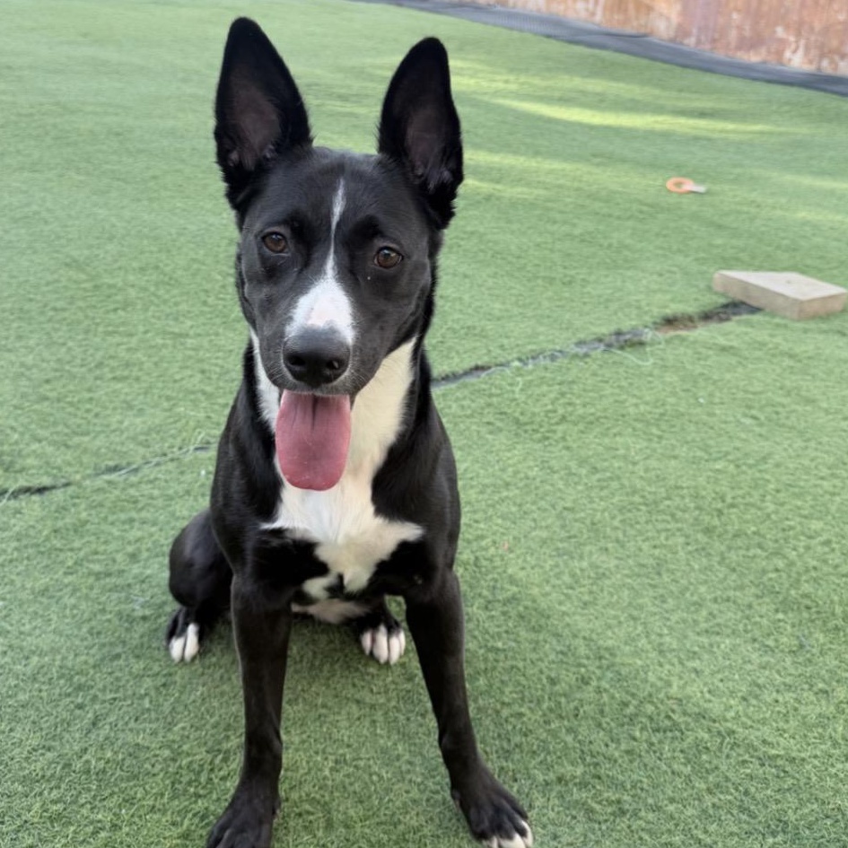 Enlarge Nova, a Adoptable mixed breed in Seabrook, NH image 6/6